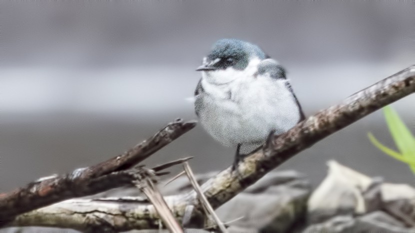 Tree Swallow