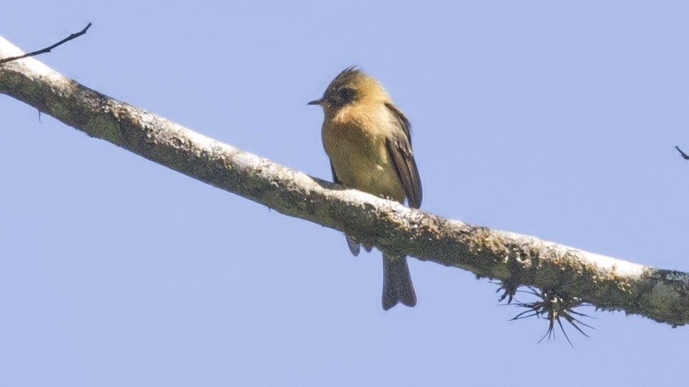 Tufted Flycatcher