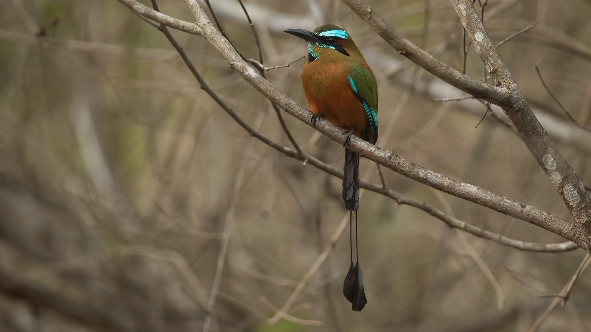 Turquoise-browed Motmot — Ana fotoğraf