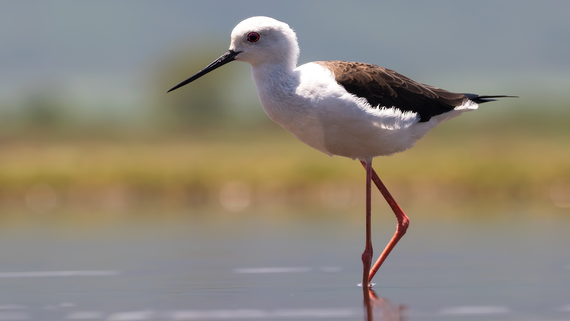 Black-winged Stilt