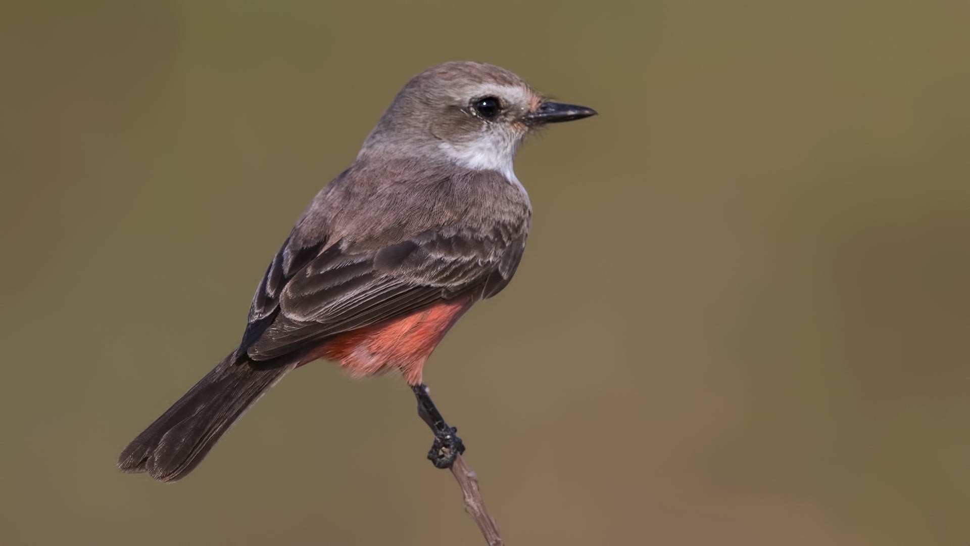 Vermilion Flycatcher