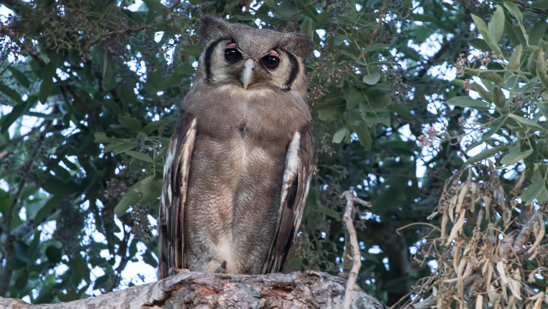 Verreaux's Eagle-owl — Ana fotoğraf