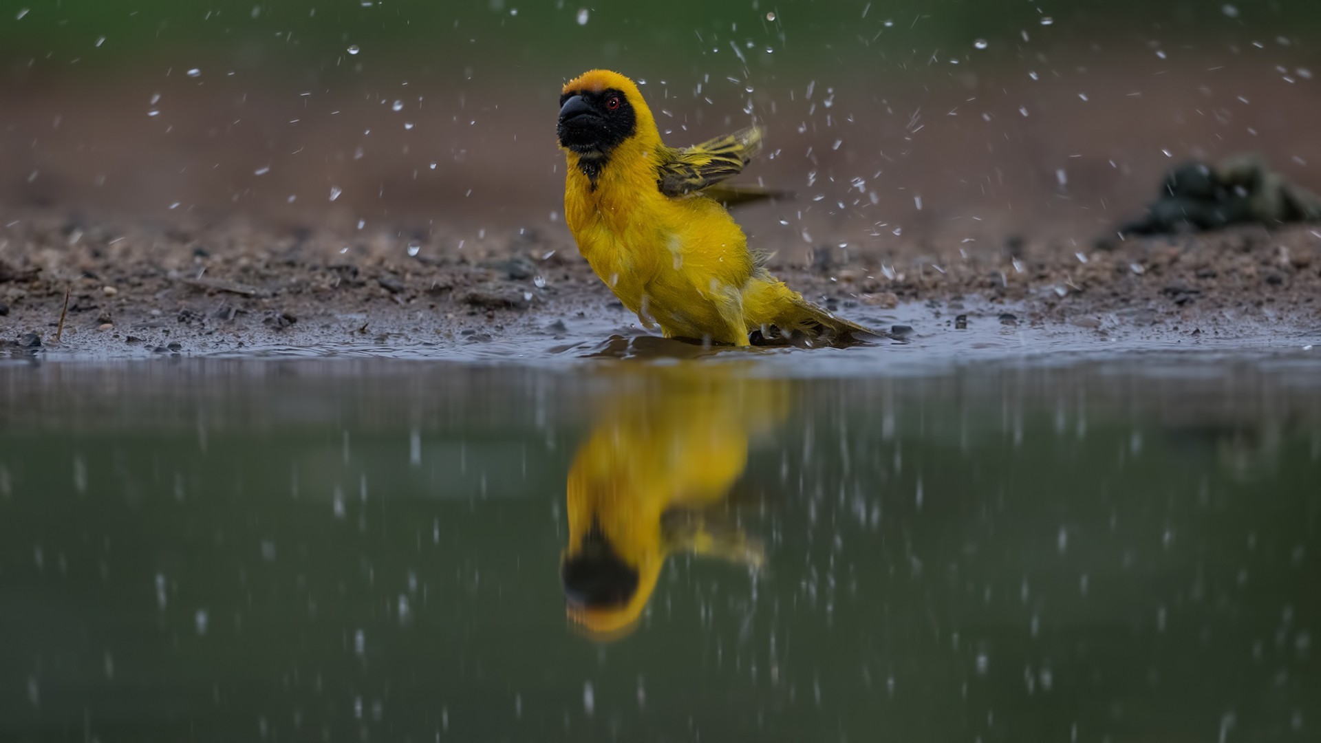 Village Weaver — Ana fotoğraf