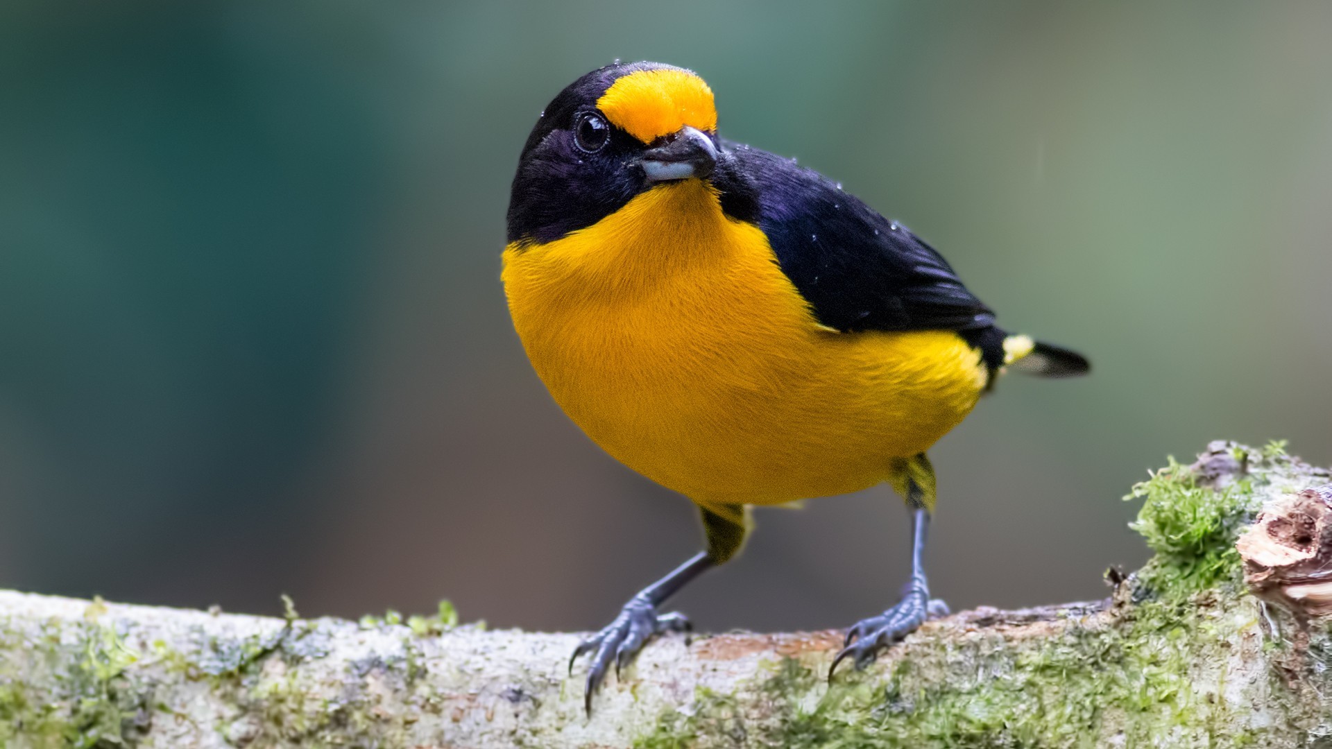 Violaceous Euphonia