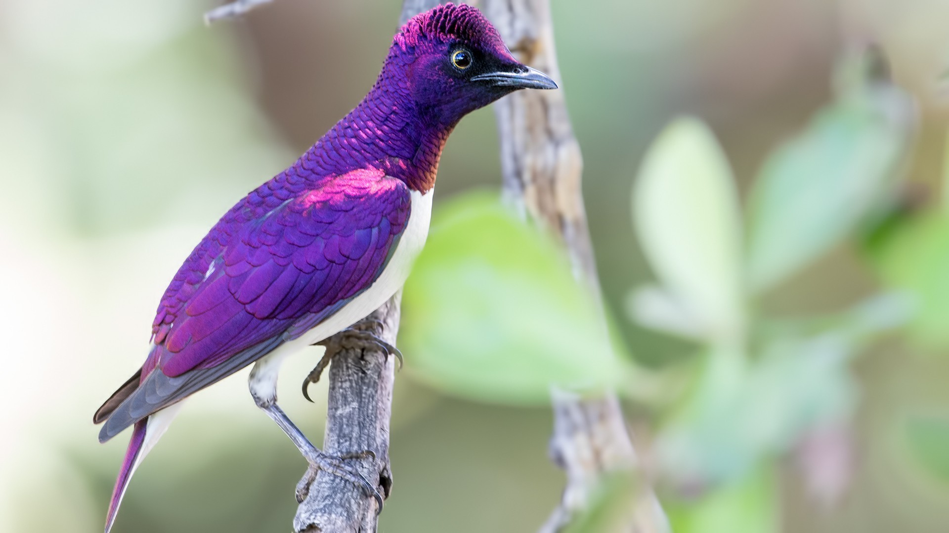 Amethyst Starling