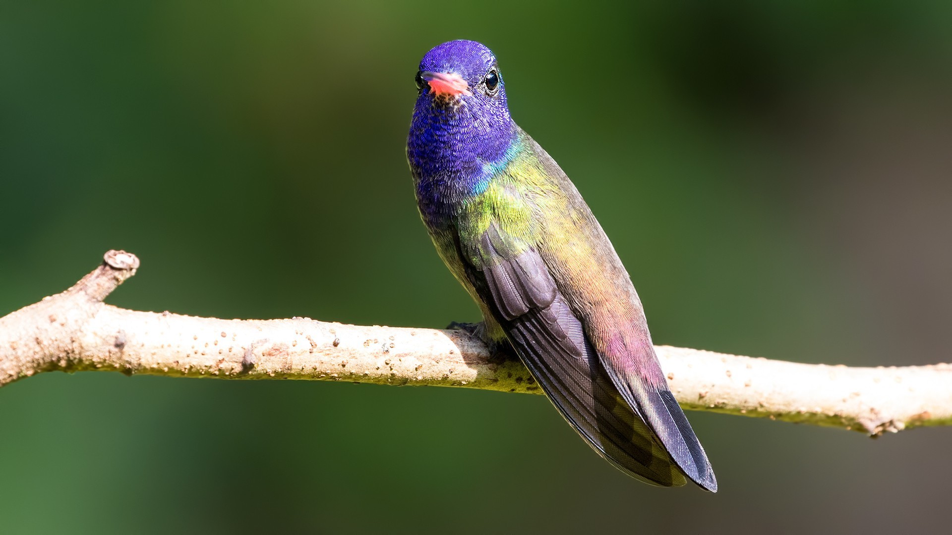 Violet-capped Woodnymph — Ana fotoğraf