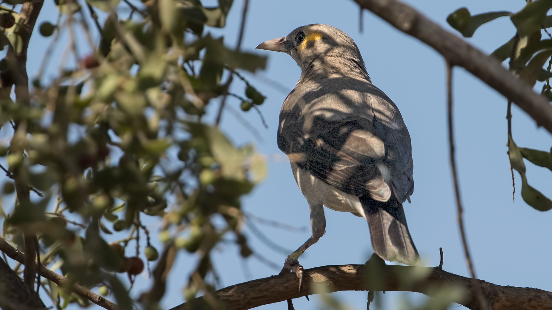 Wattled Starling — Ana fotoğraf