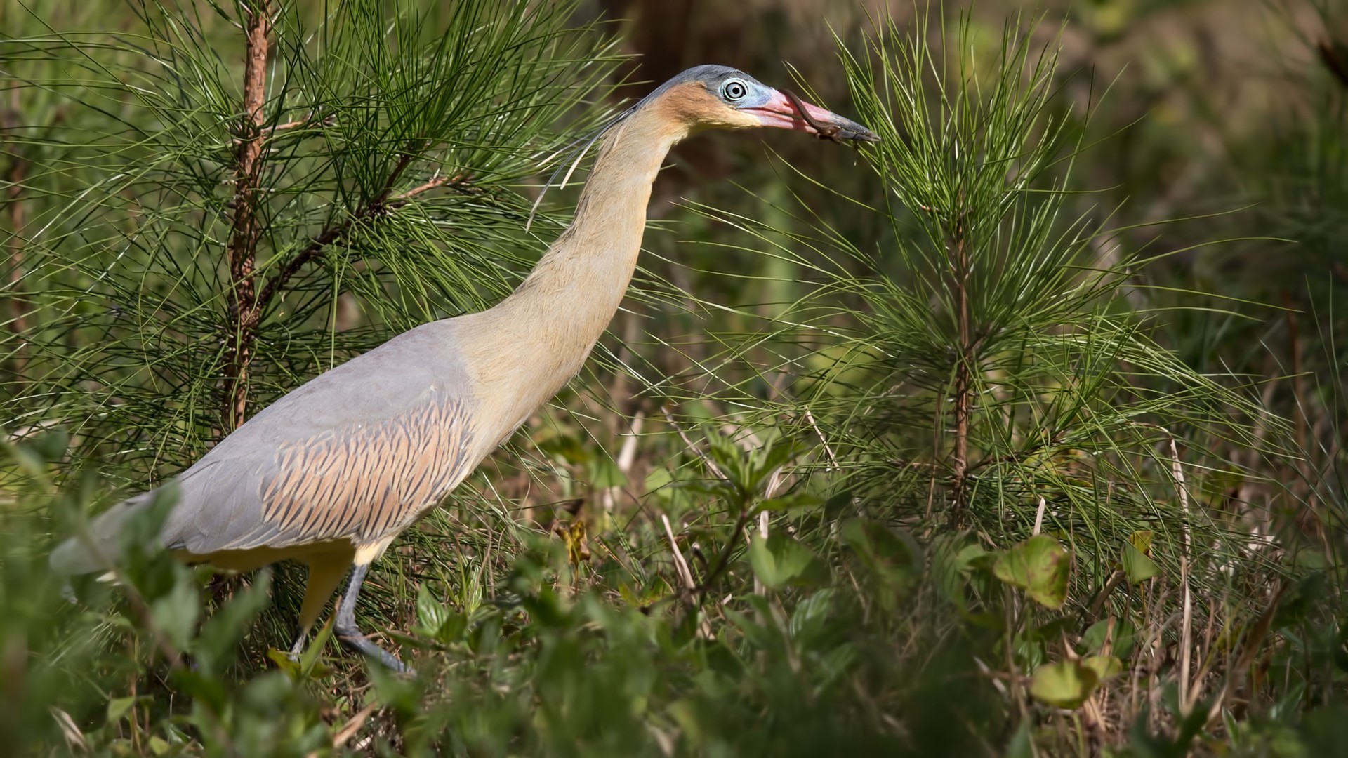 Whistling Heron — Ana fotoğraf