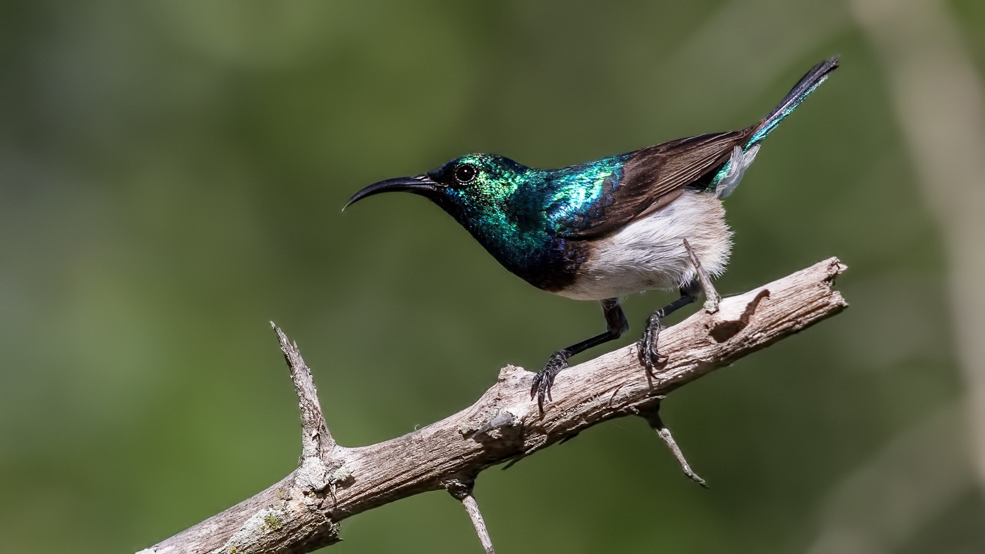 White-breasted Sunbird — Ana fotoğraf