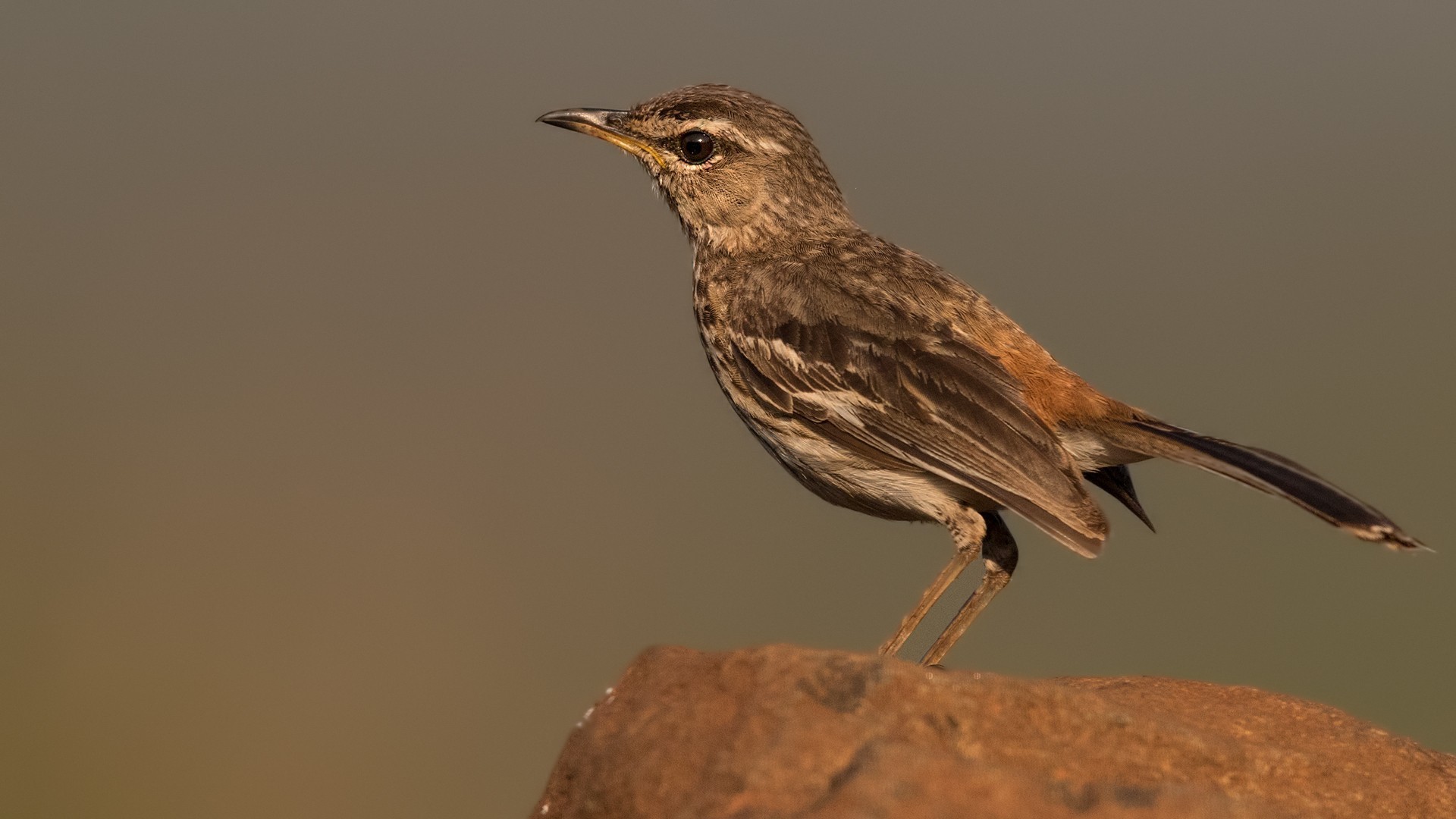 White-browed Robin-chat