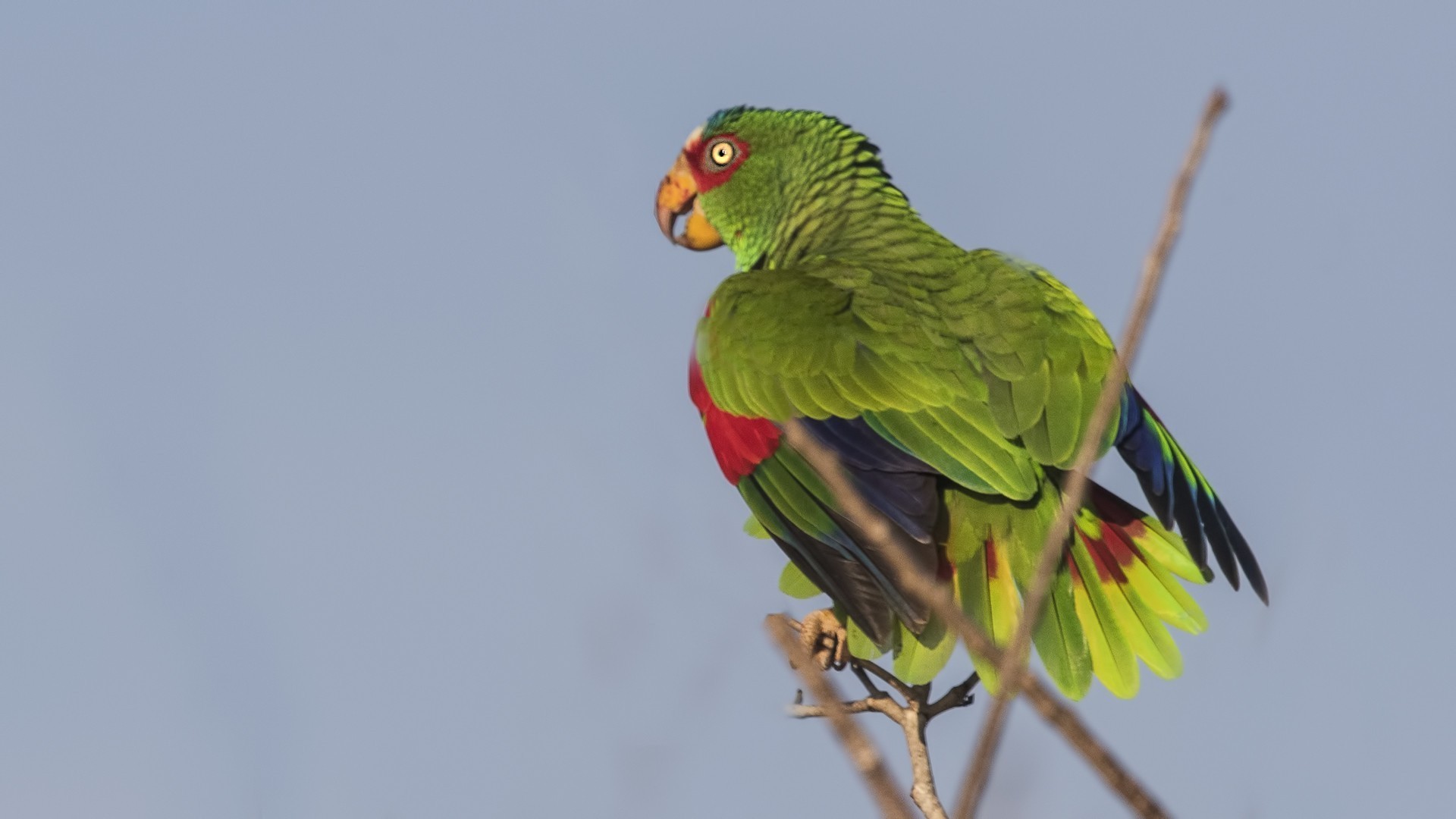 White-crowned Parrot — Ana fotoğraf