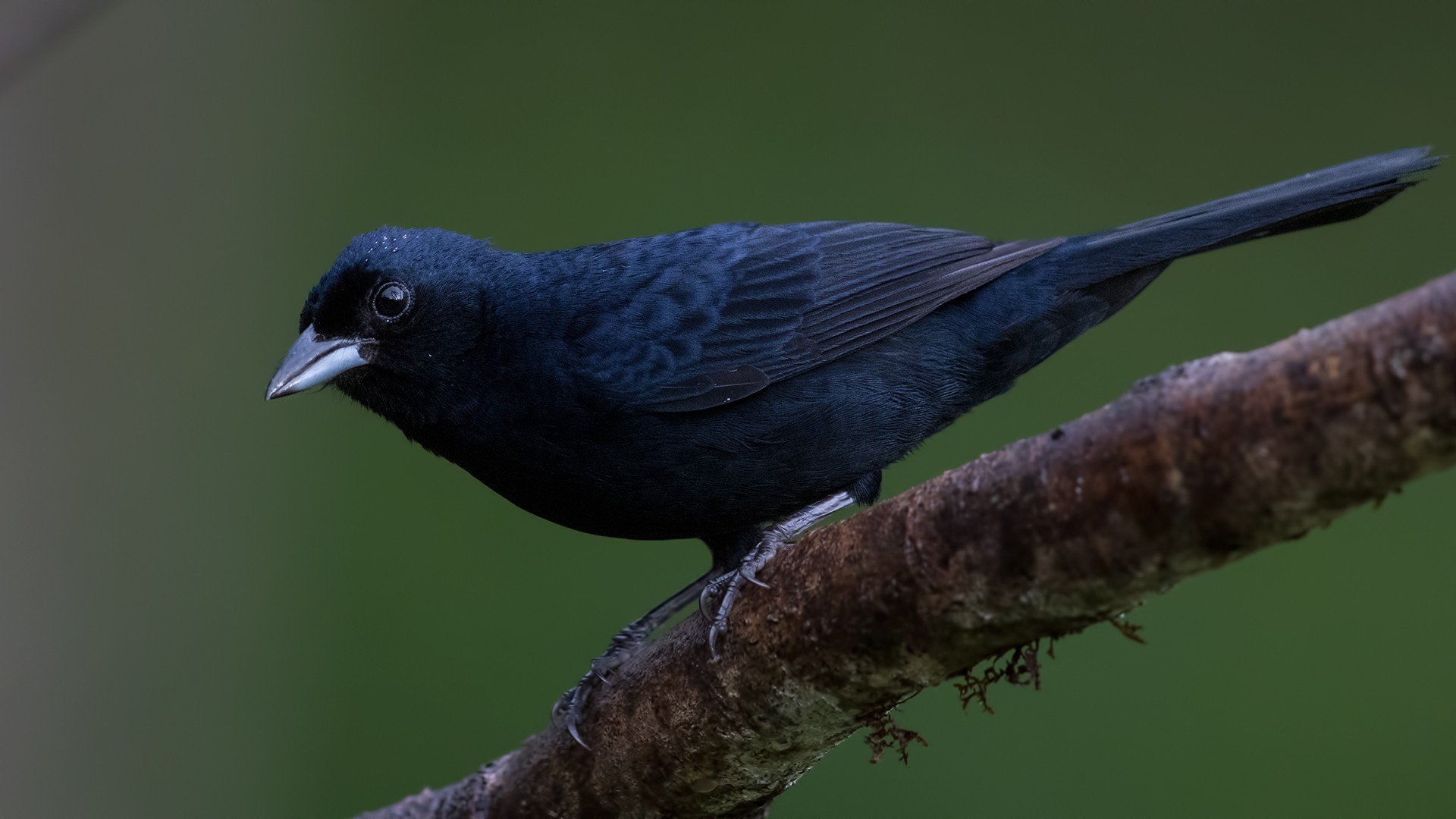 White-shouldered Tanager — Ana fotoğraf