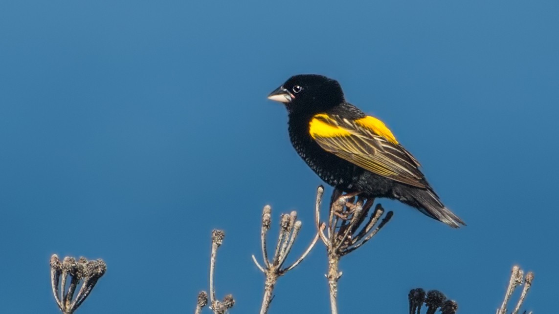 Yellow Bishop — Ana fotoğraf