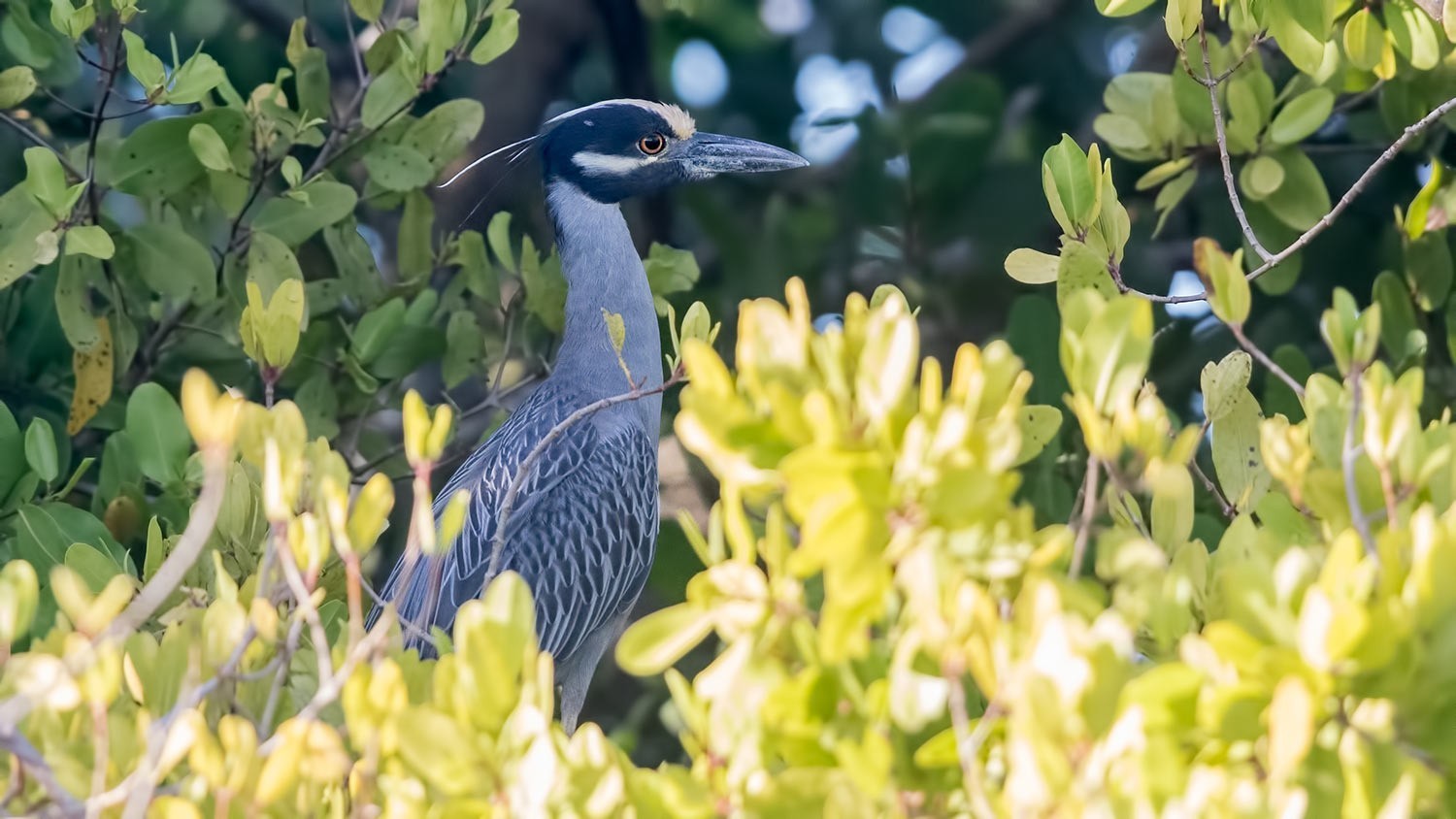 Yellow-crowned Night-Heron