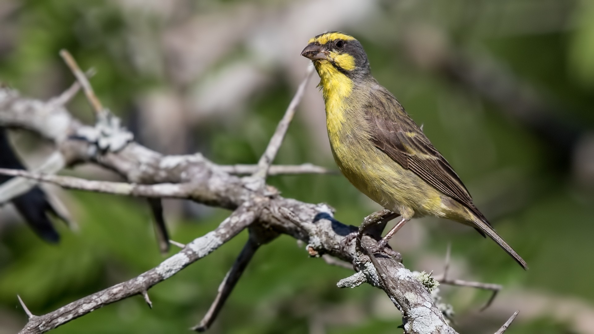 Yellow-fronted Canary — Ana fotoğraf