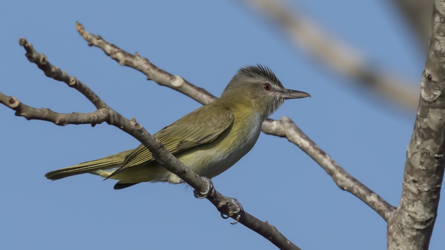 Yellow-green Vireo