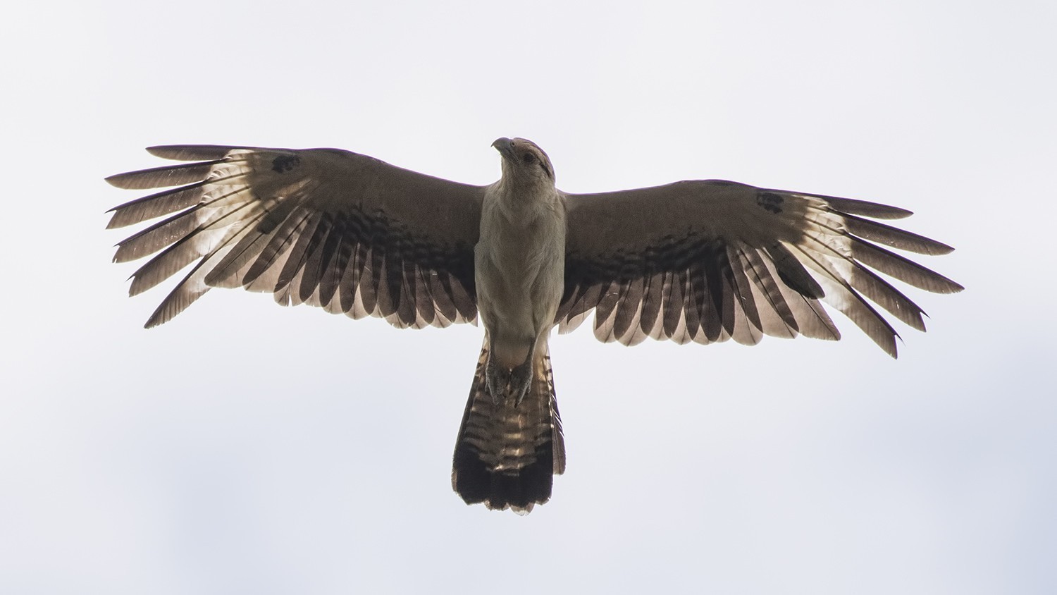 Yellow-headed Caracara