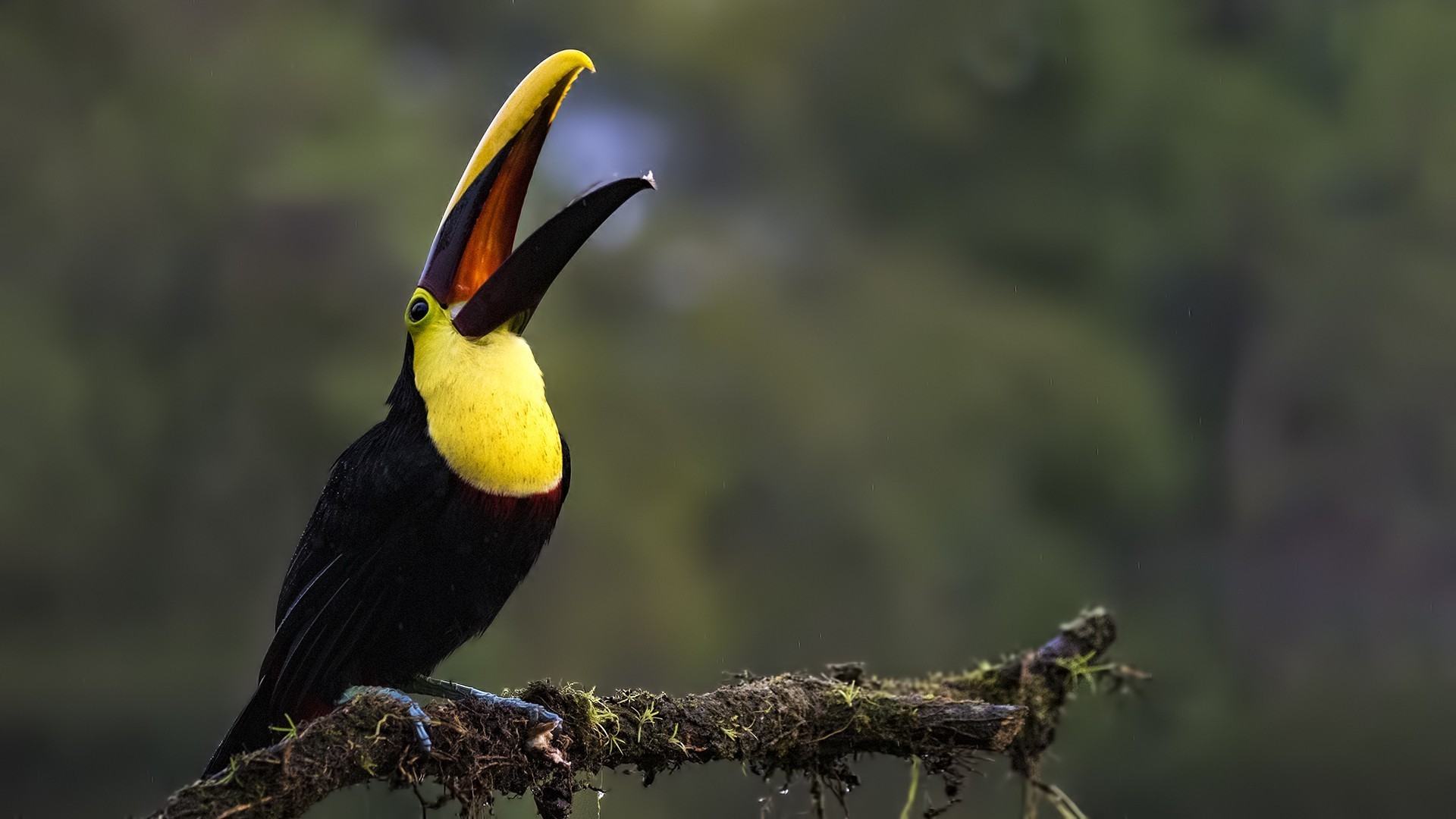 Yellow-throated Toucan