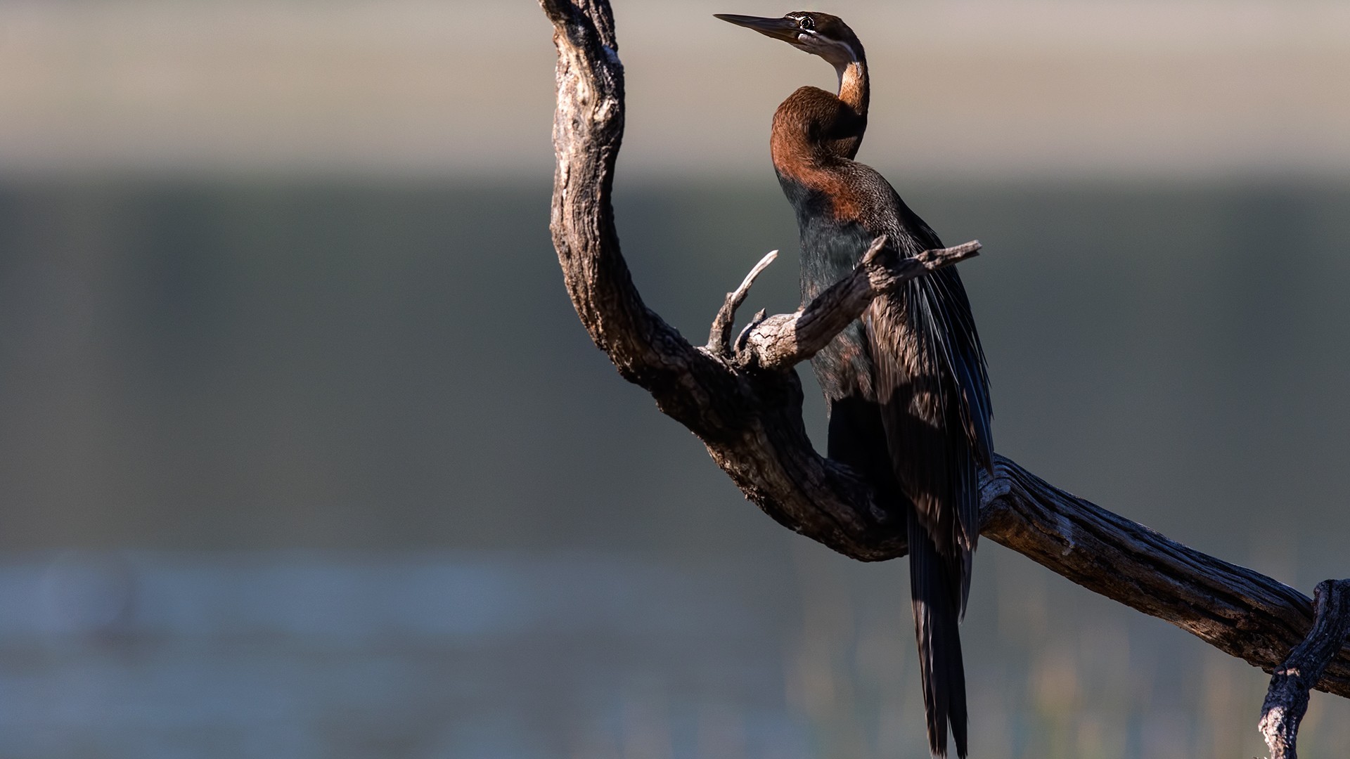 African Darter