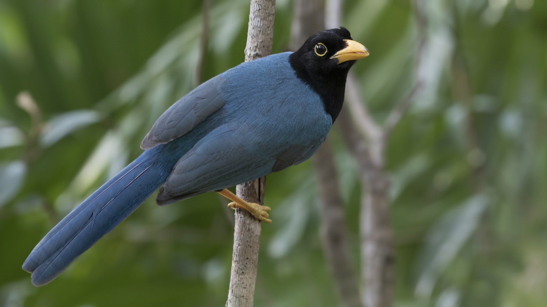 Yucatan Jay — Ana fotoğraf