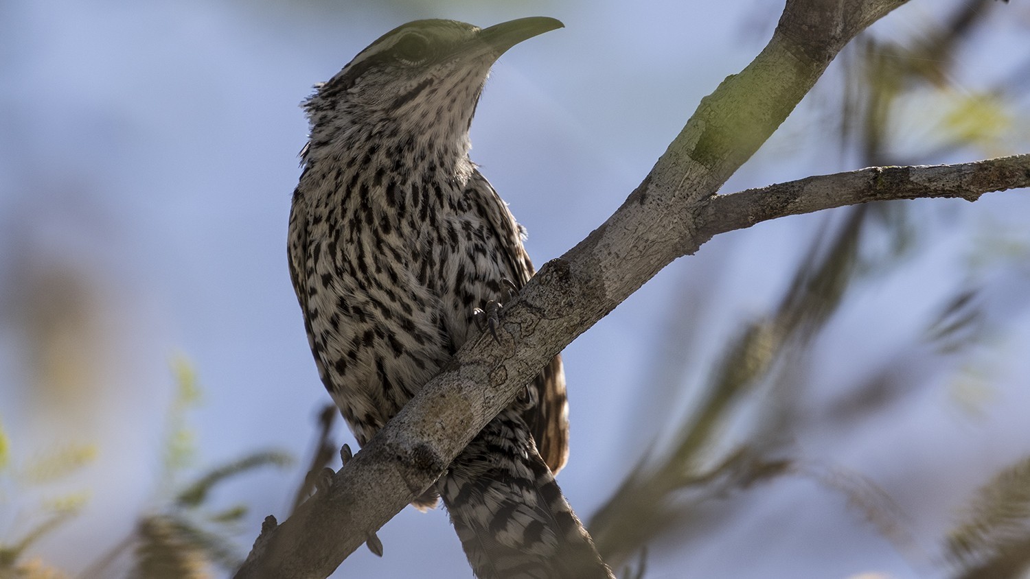 Yucatan Wren — Ana fotoğraf