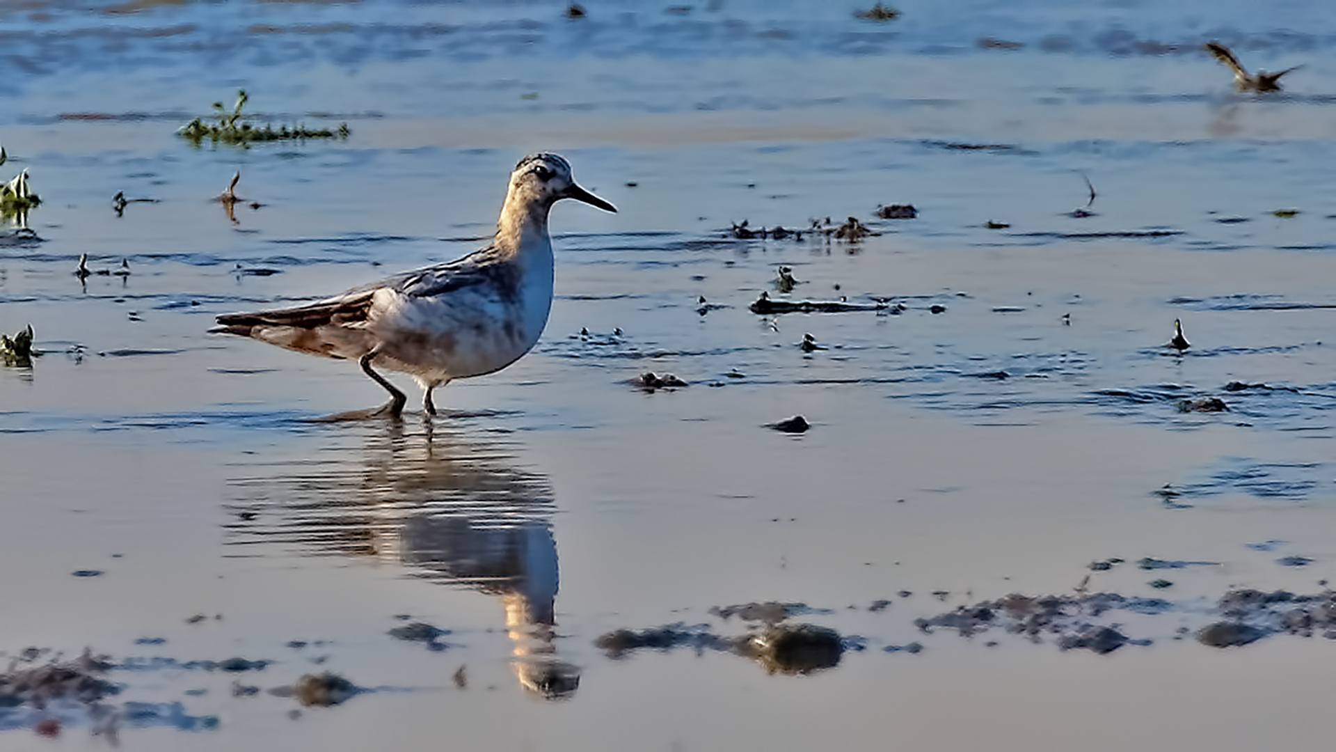 Red Phalarope