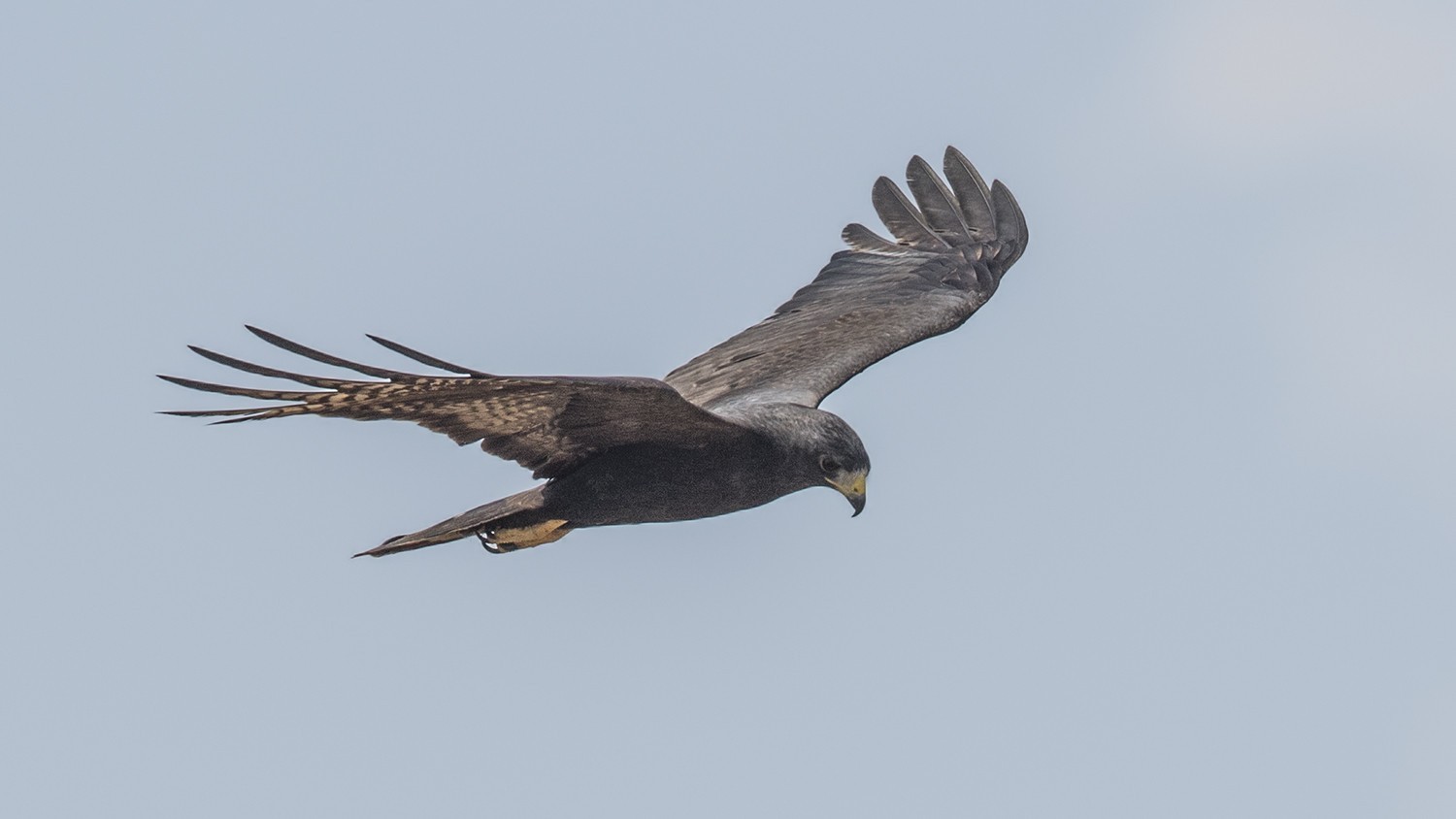 Zone-tailed Hawk