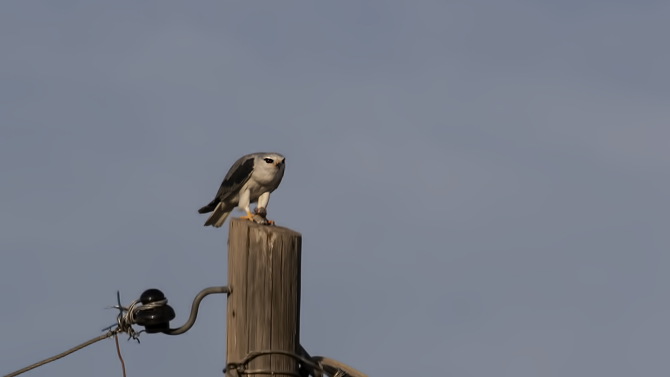 Black-winged Kite