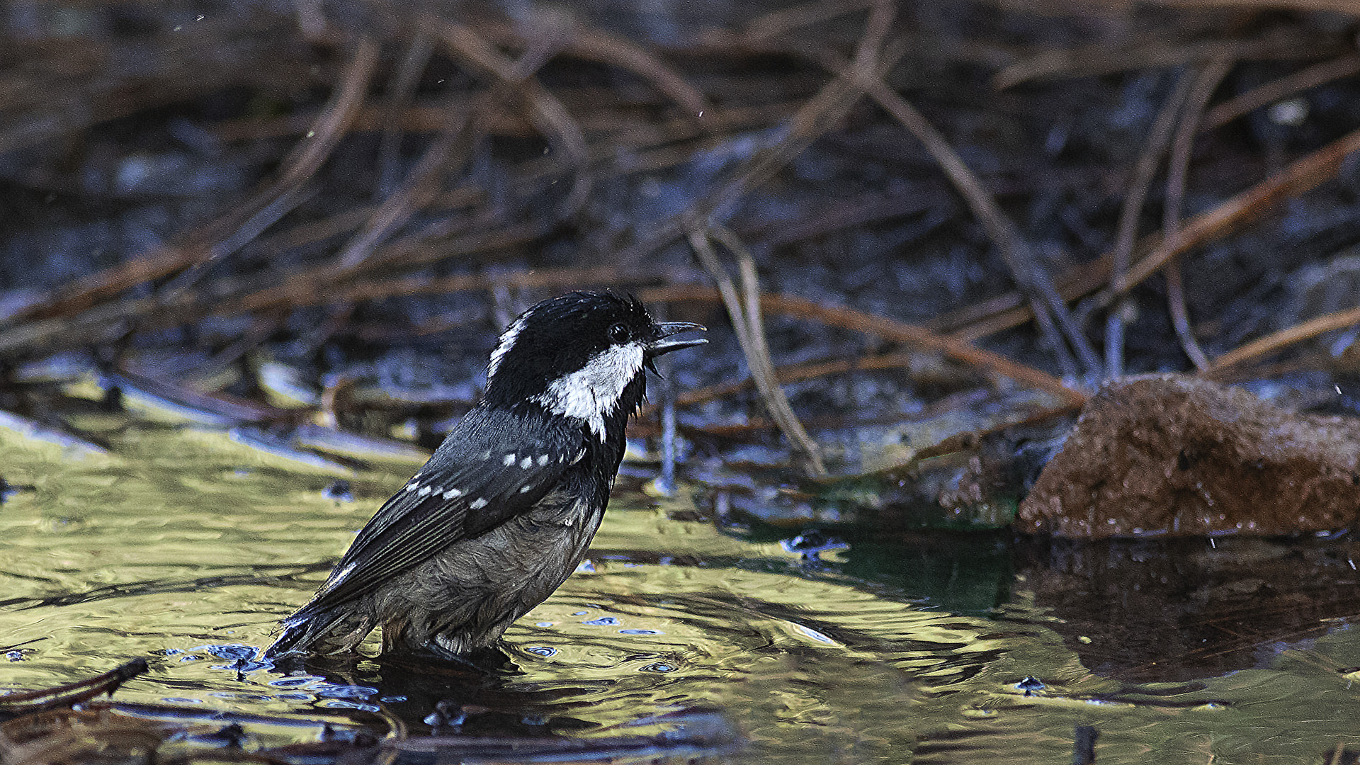Coal Tit