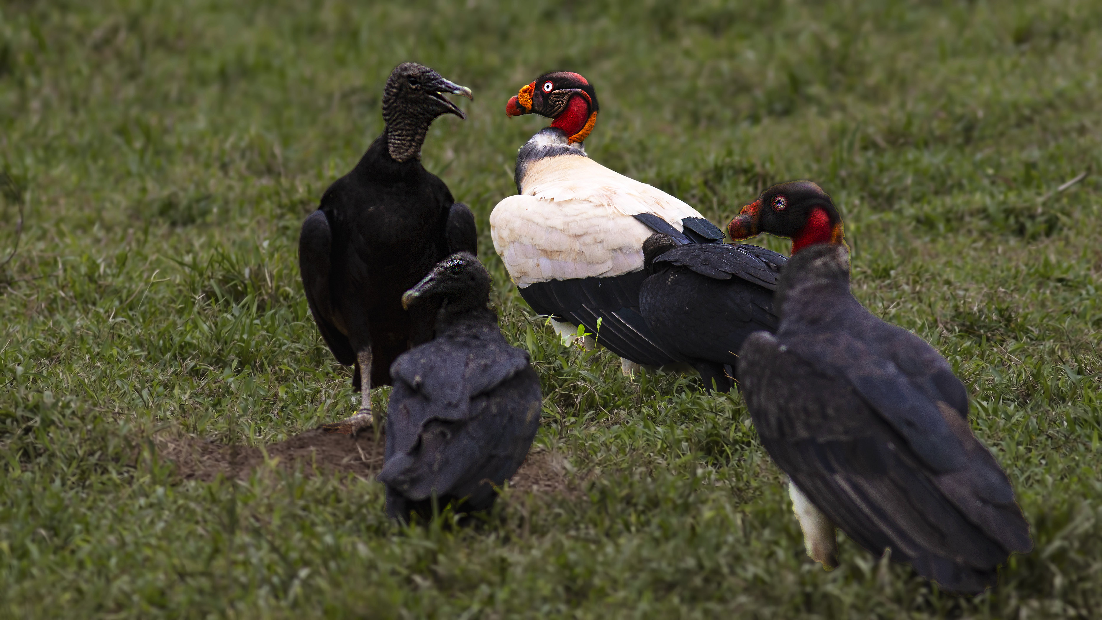 King Vulture