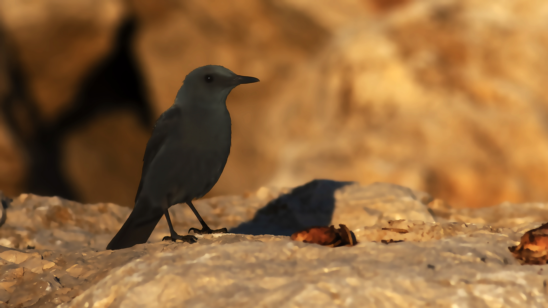 Blue Rock-Thrush