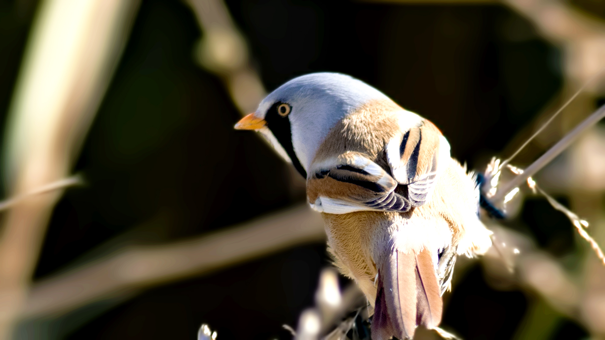 Bearded Reedling