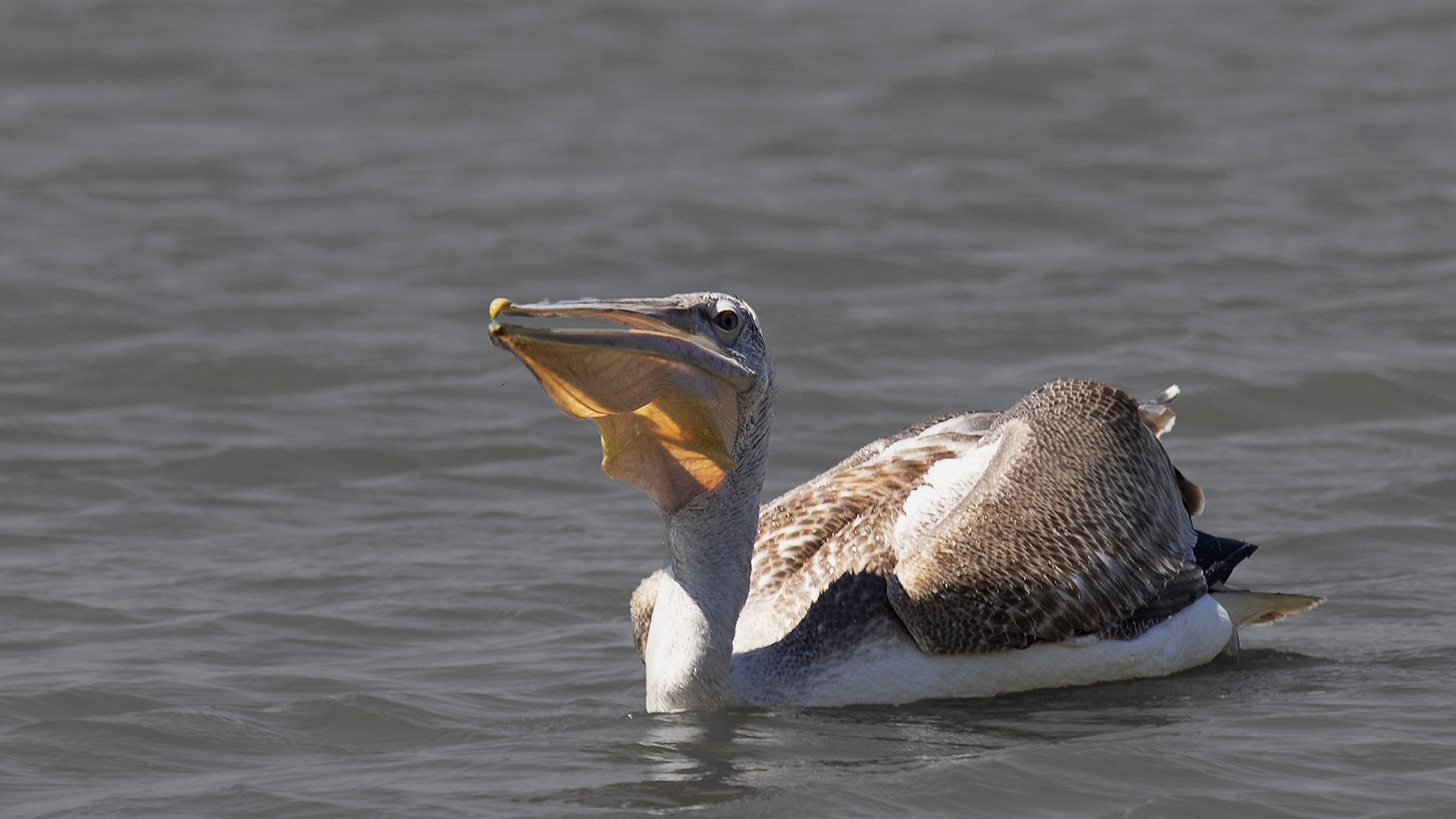 Dalmatian Pelican