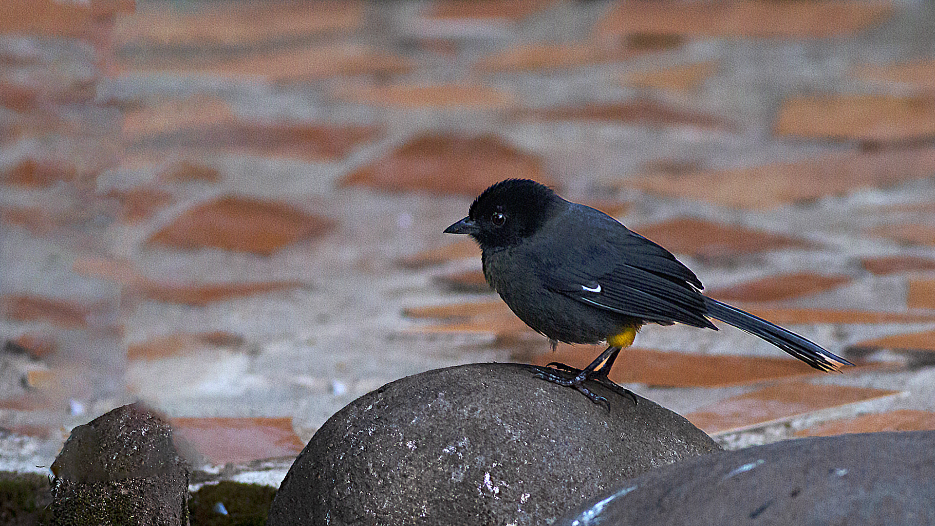 Yellow-thighed Brushfinch