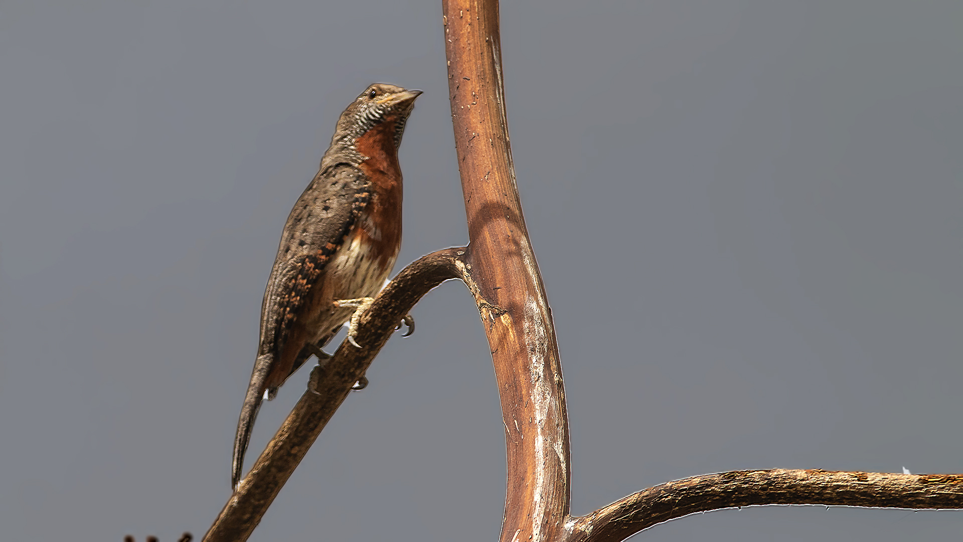 Rufous-necked Wryneck — Ana fotoğraf