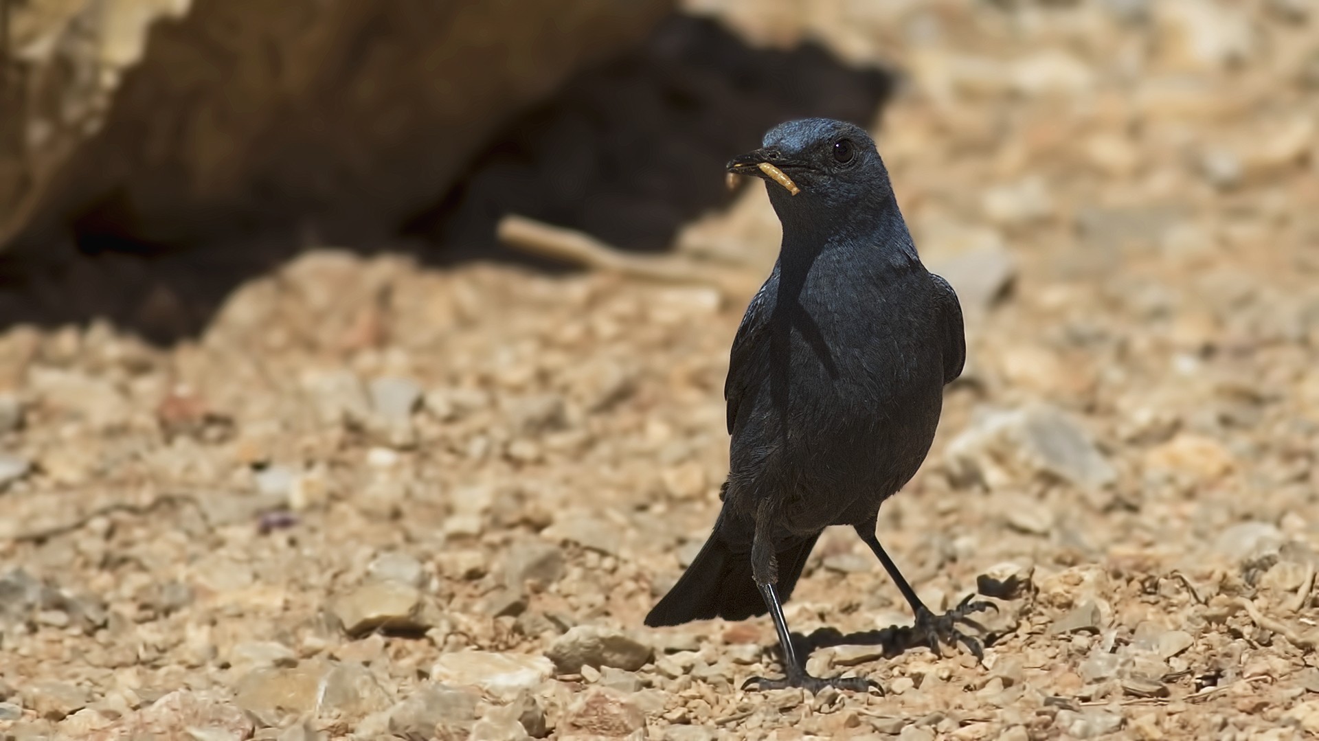 Blue Rock-Thrush