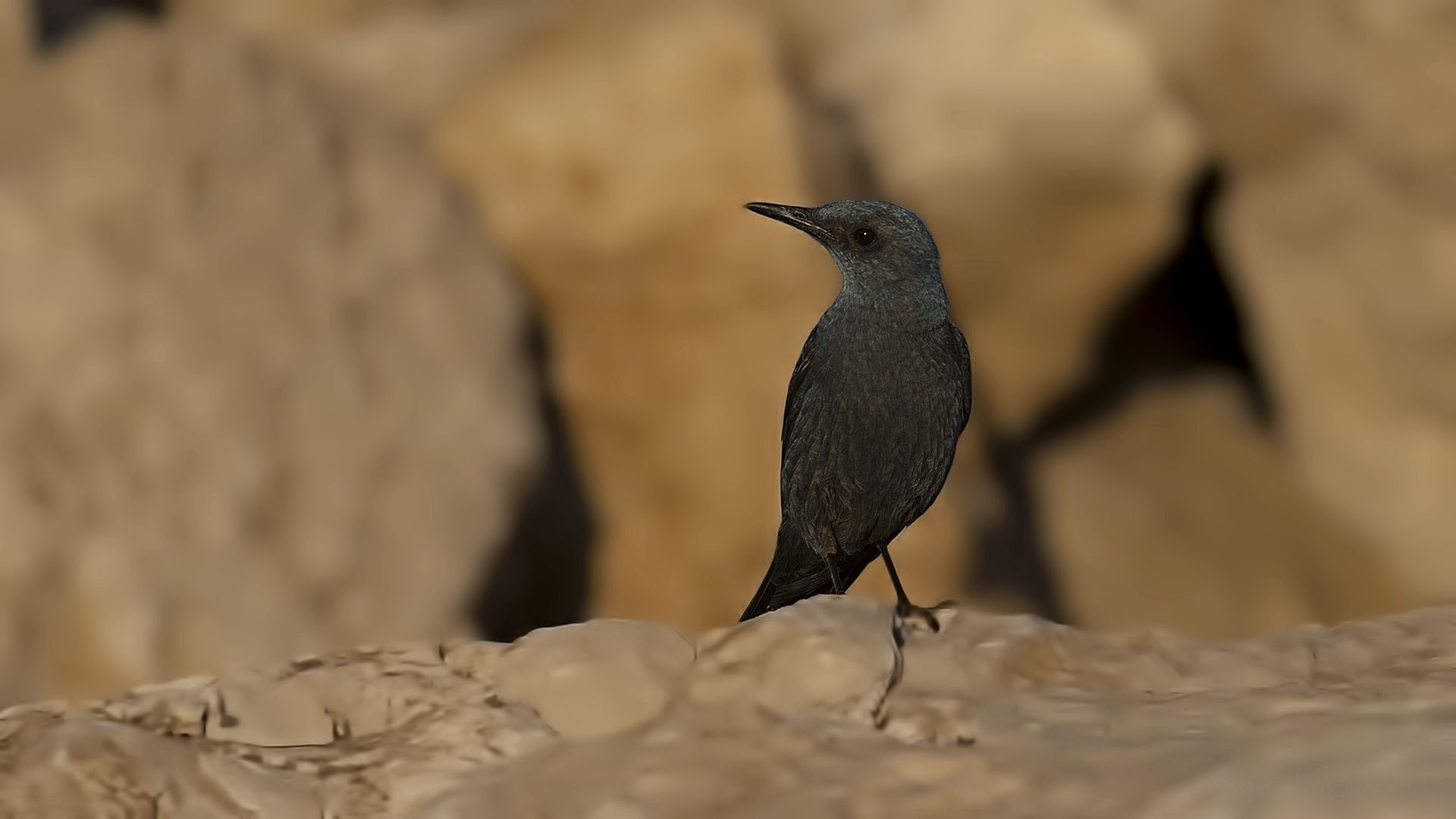 Blue Rock-Thrush