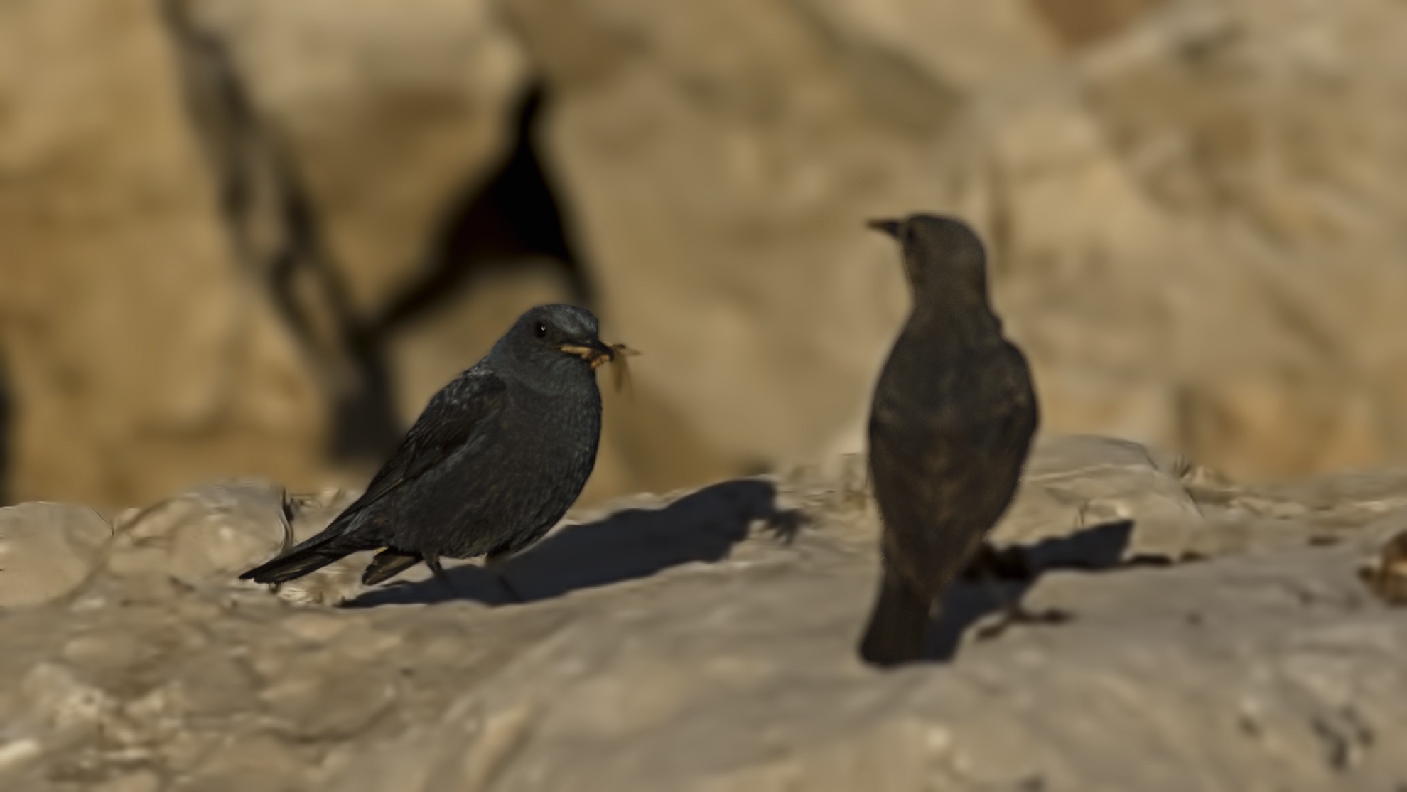 Blue Rock-Thrush
