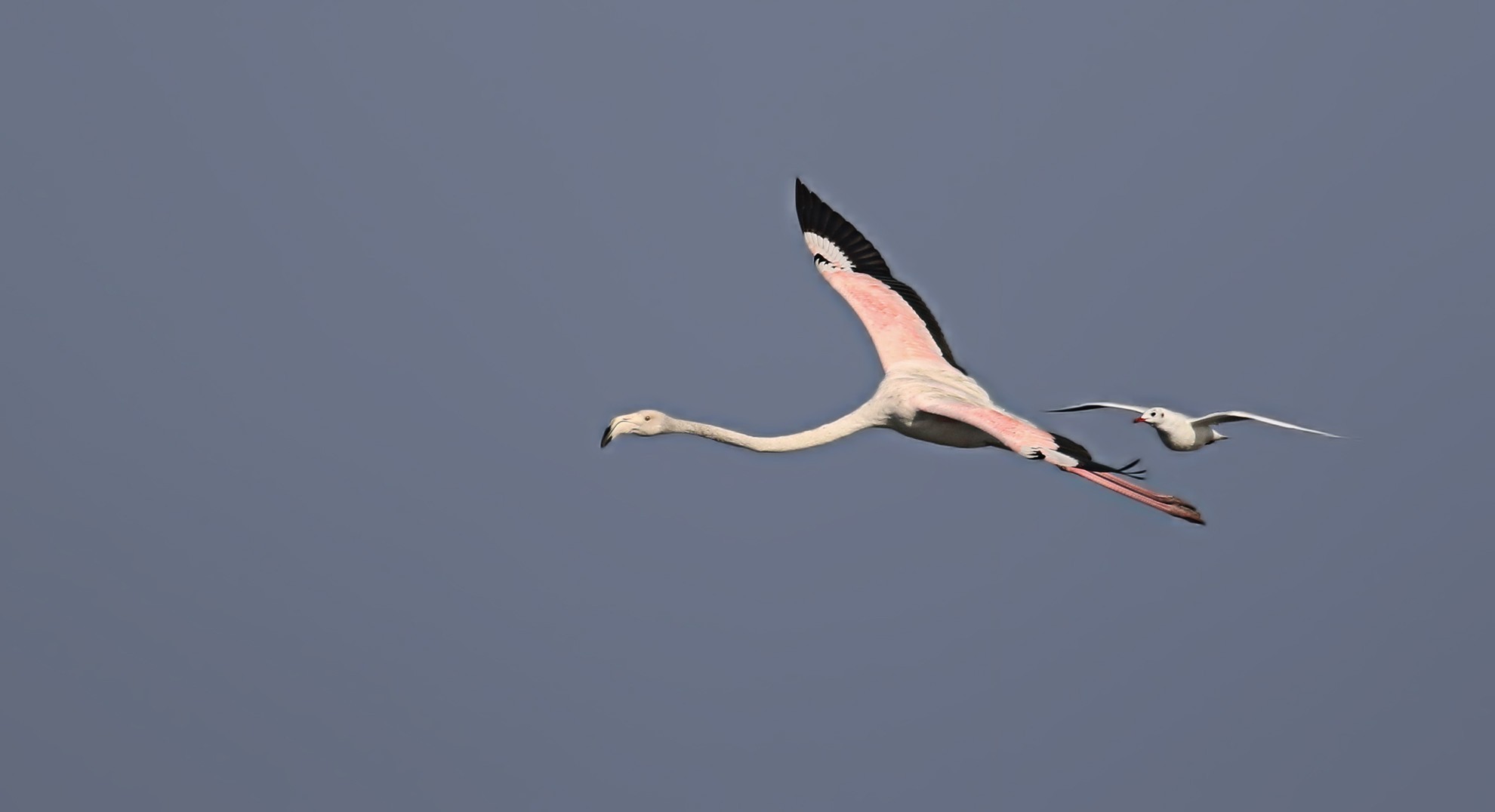 Greater Flamingo
