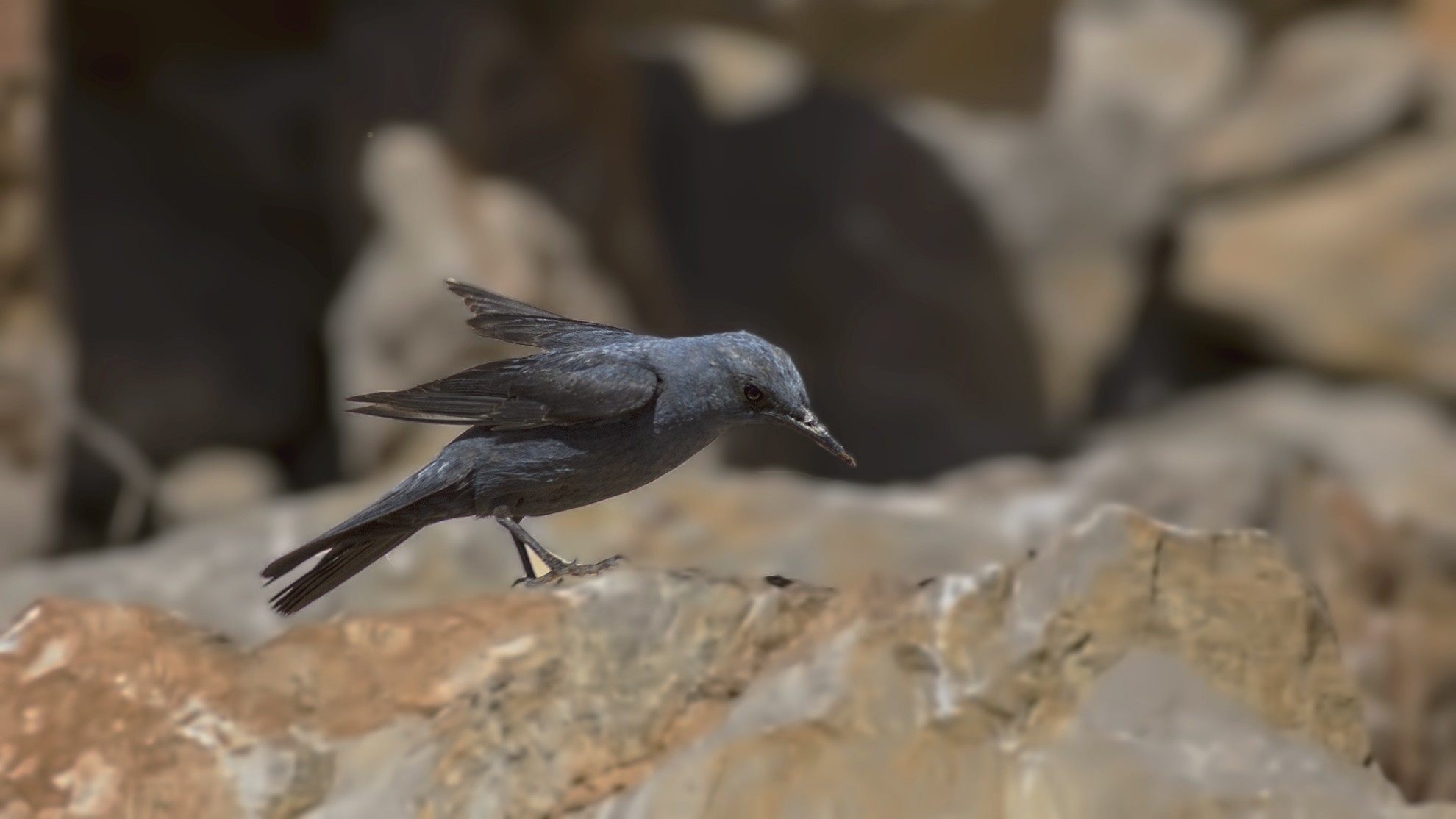 Blue Rock-Thrush