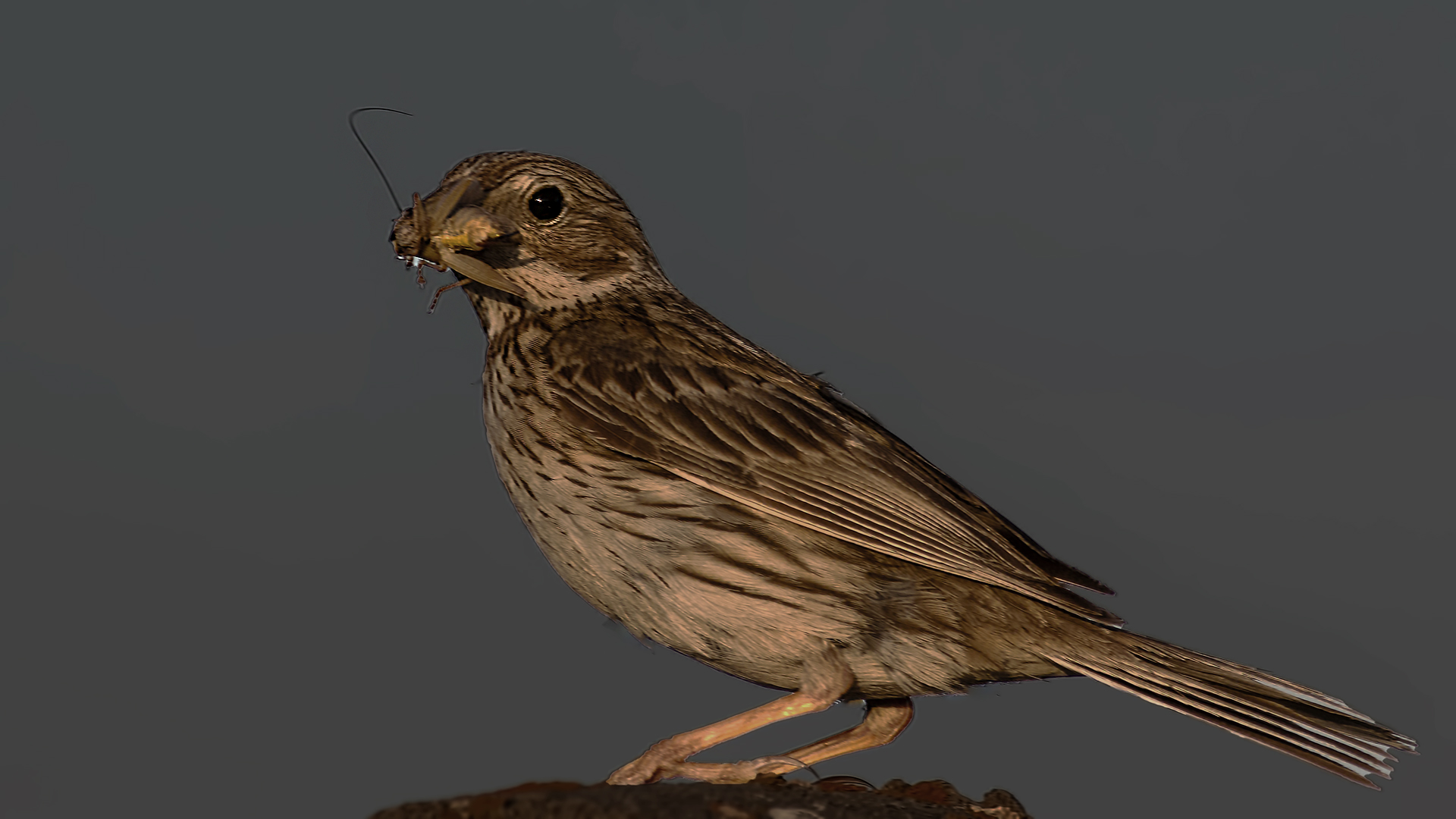 Corn Bunting