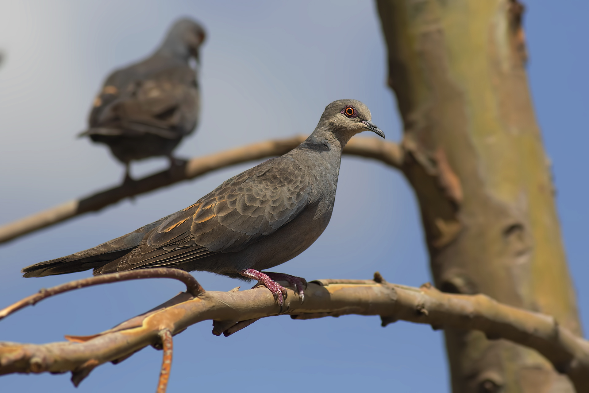 Dusky Turtle-Dove — Ana fotoğraf