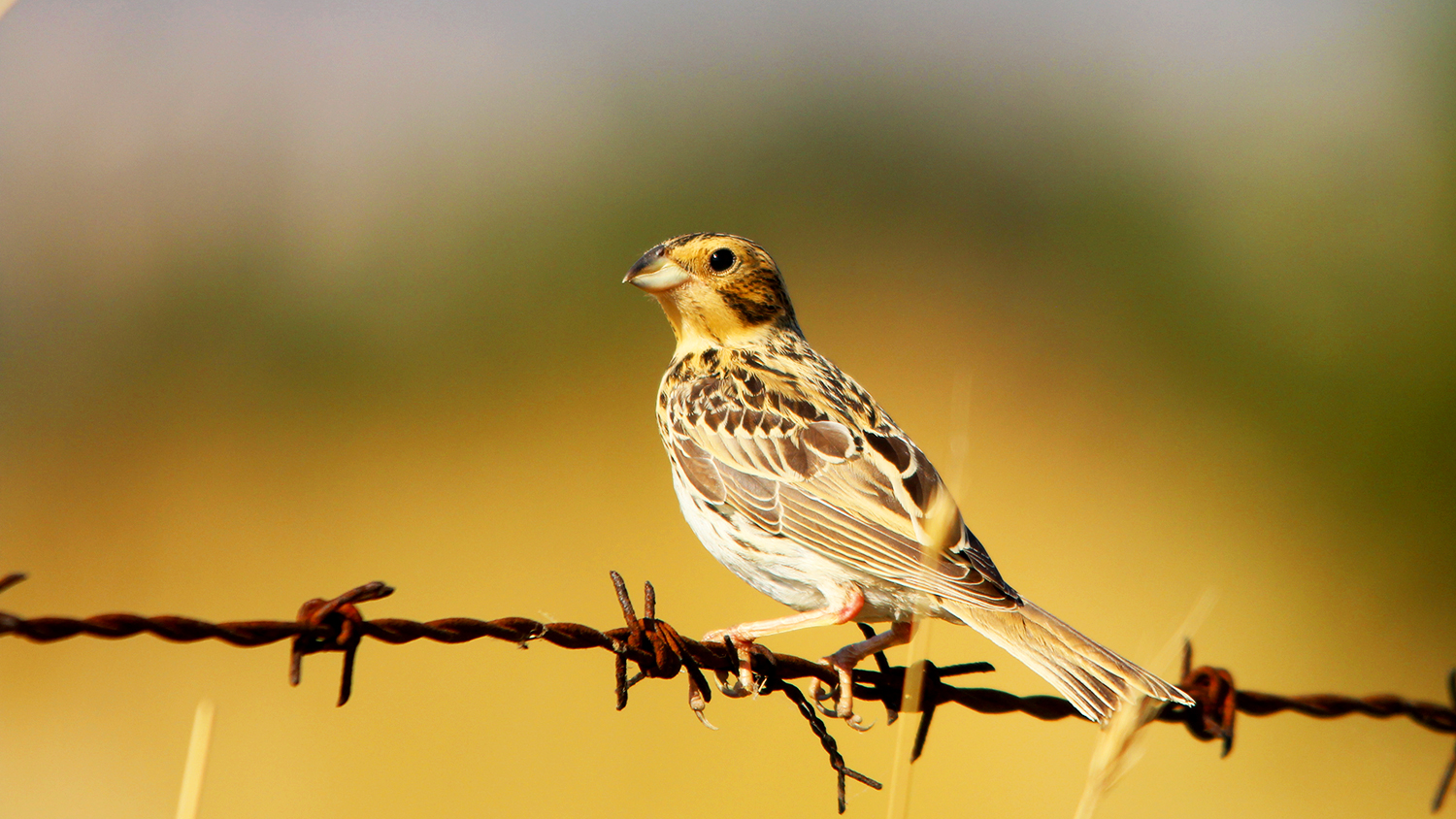 Corn Bunting