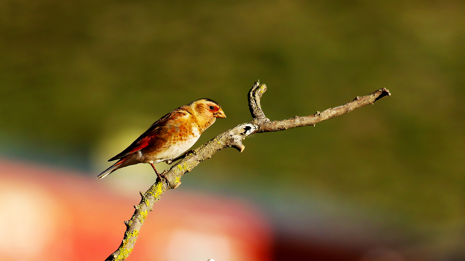 Crimson-winged Finch