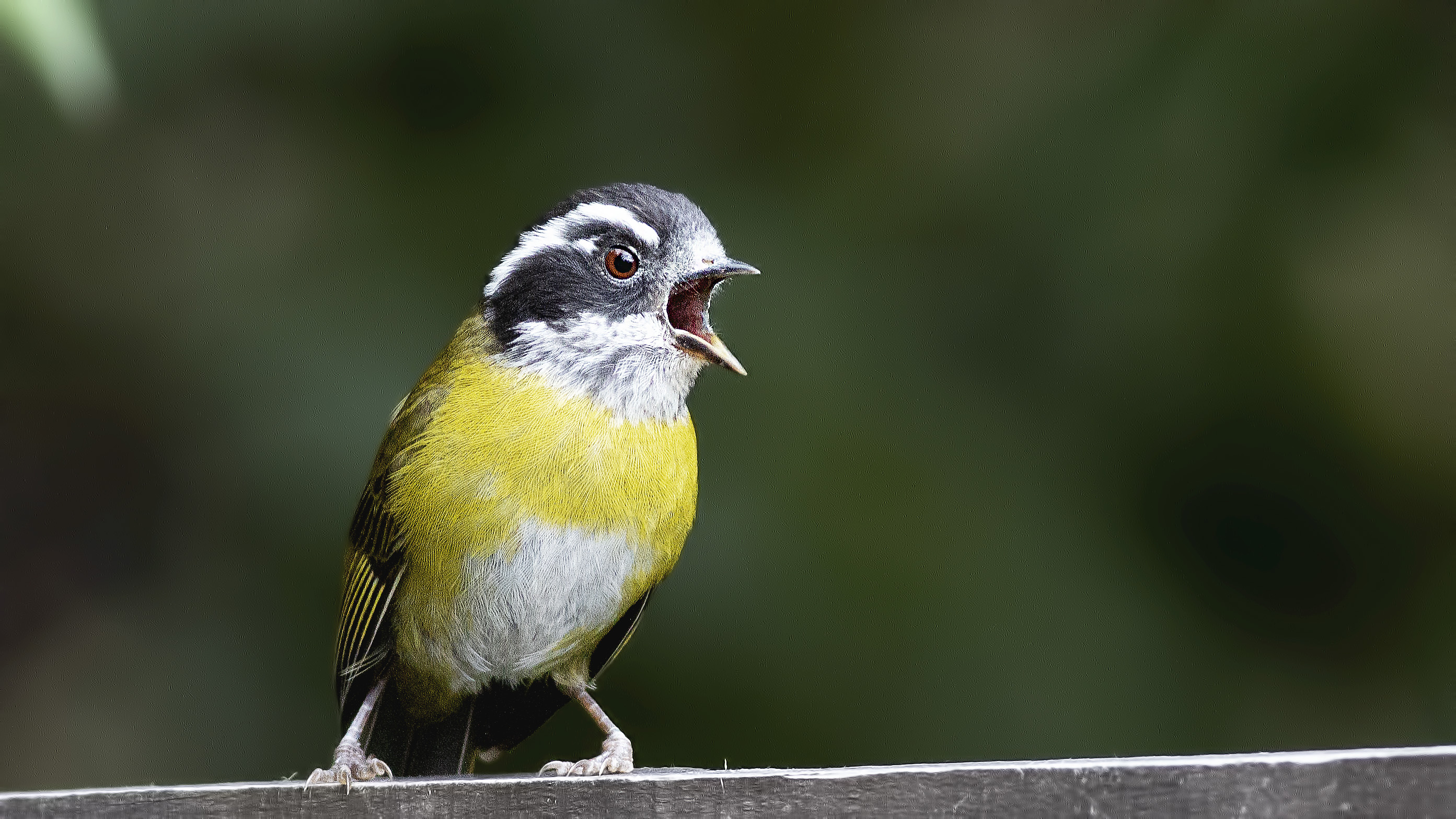 Social Flycatcher
