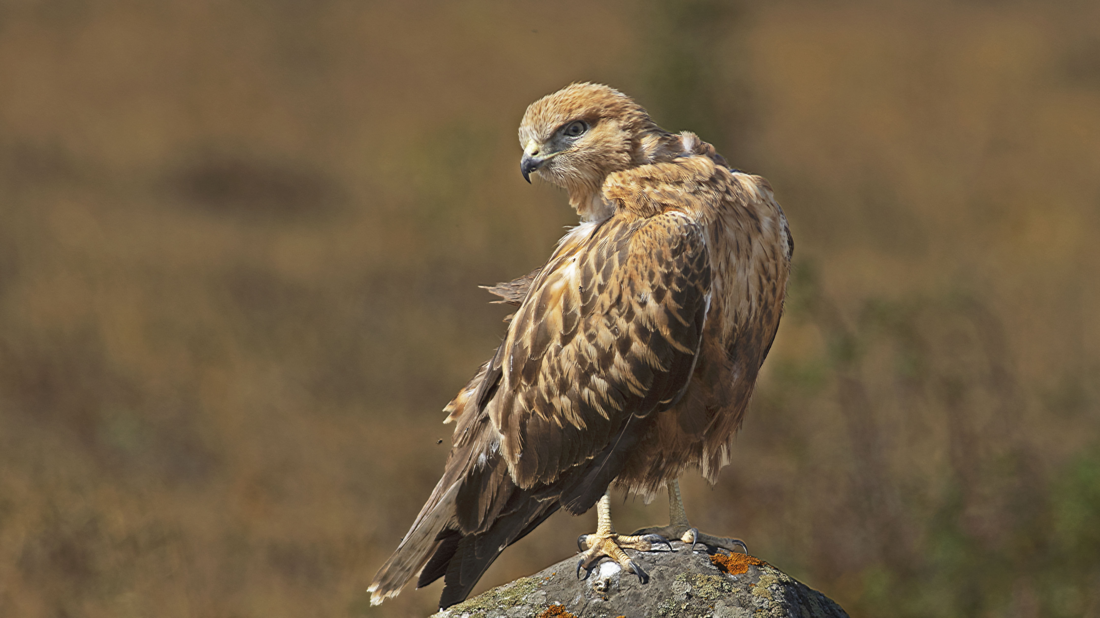 Long-legged Buzzard