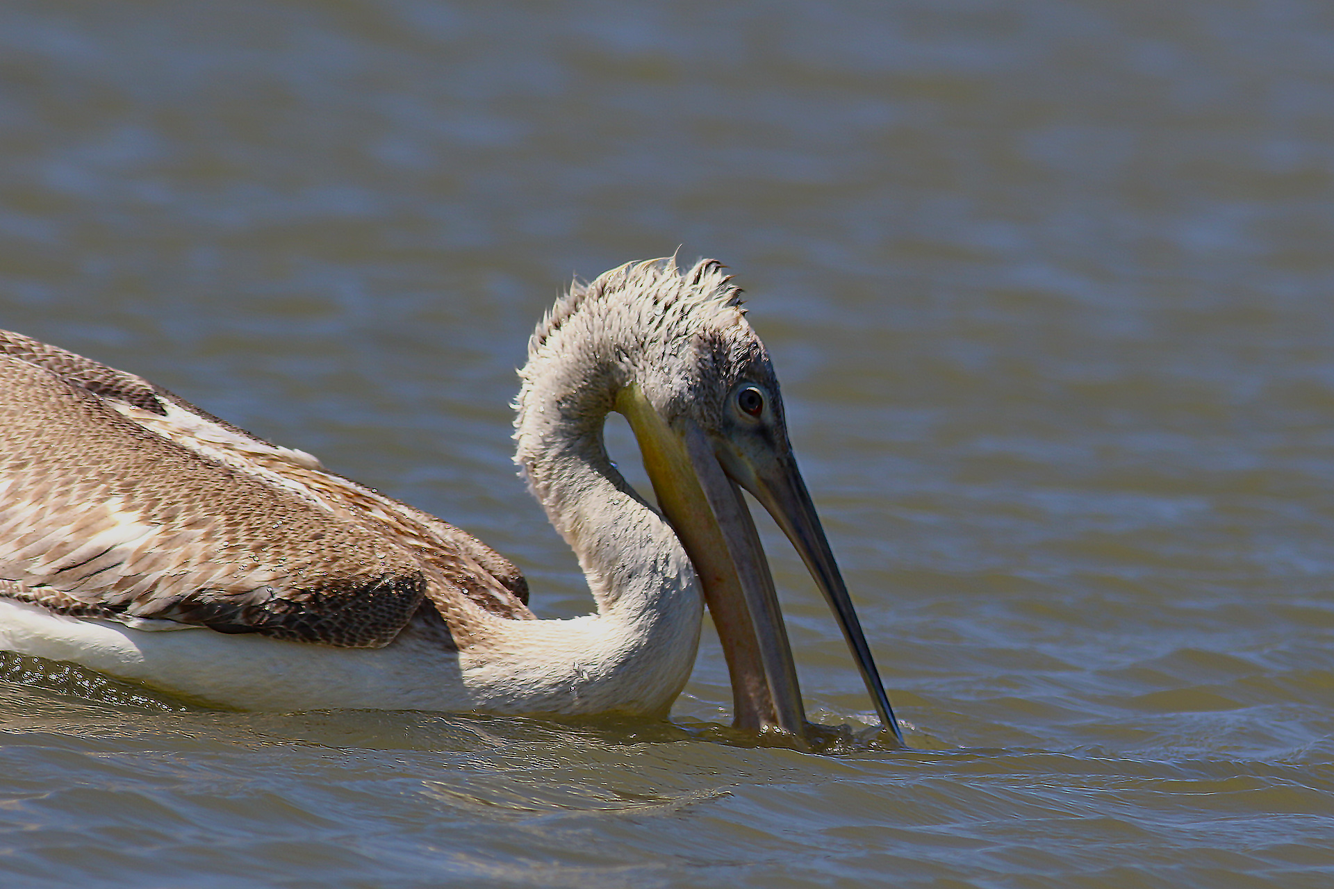 Dalmatian Pelican