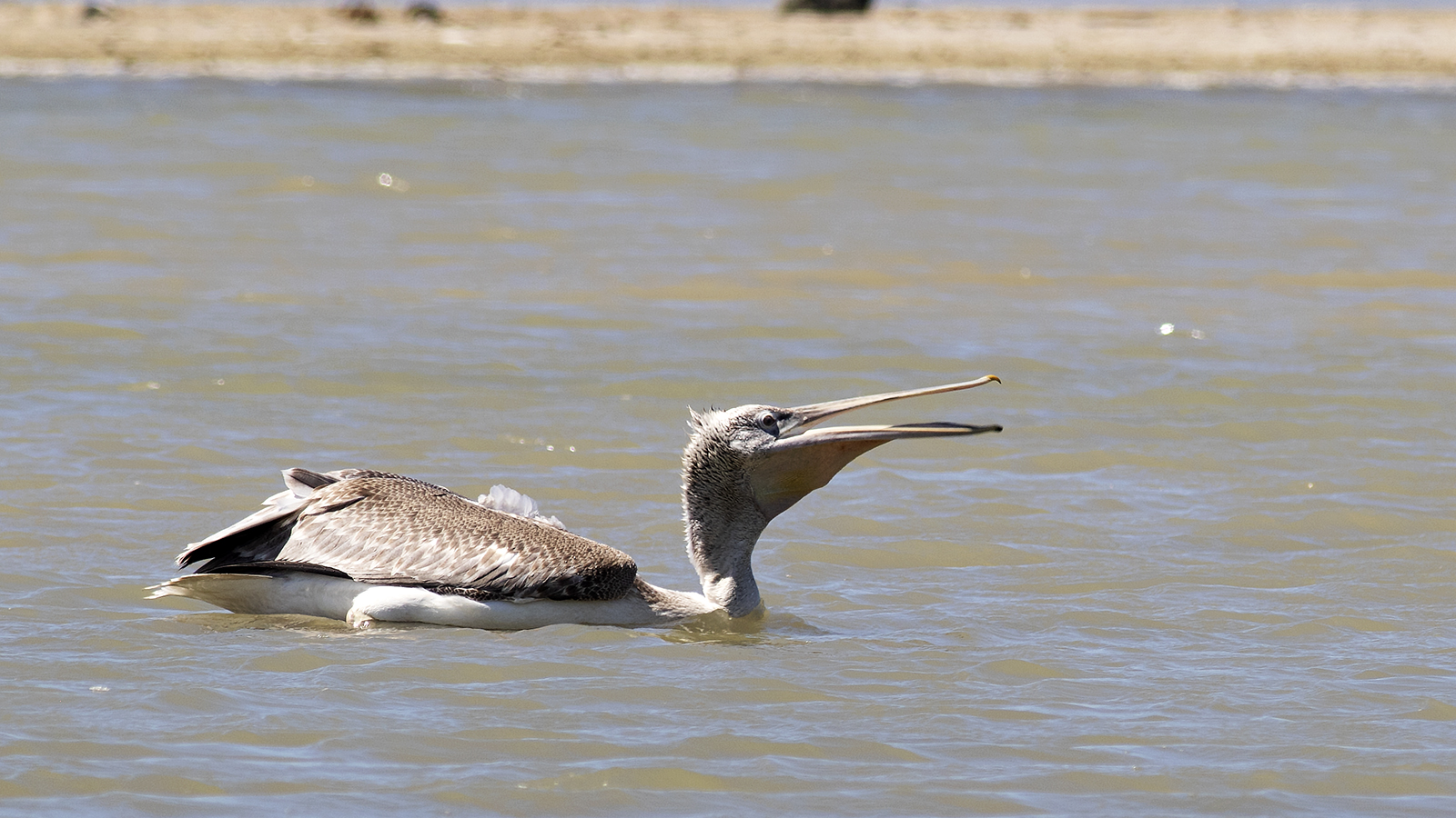 Dalmatian Pelican