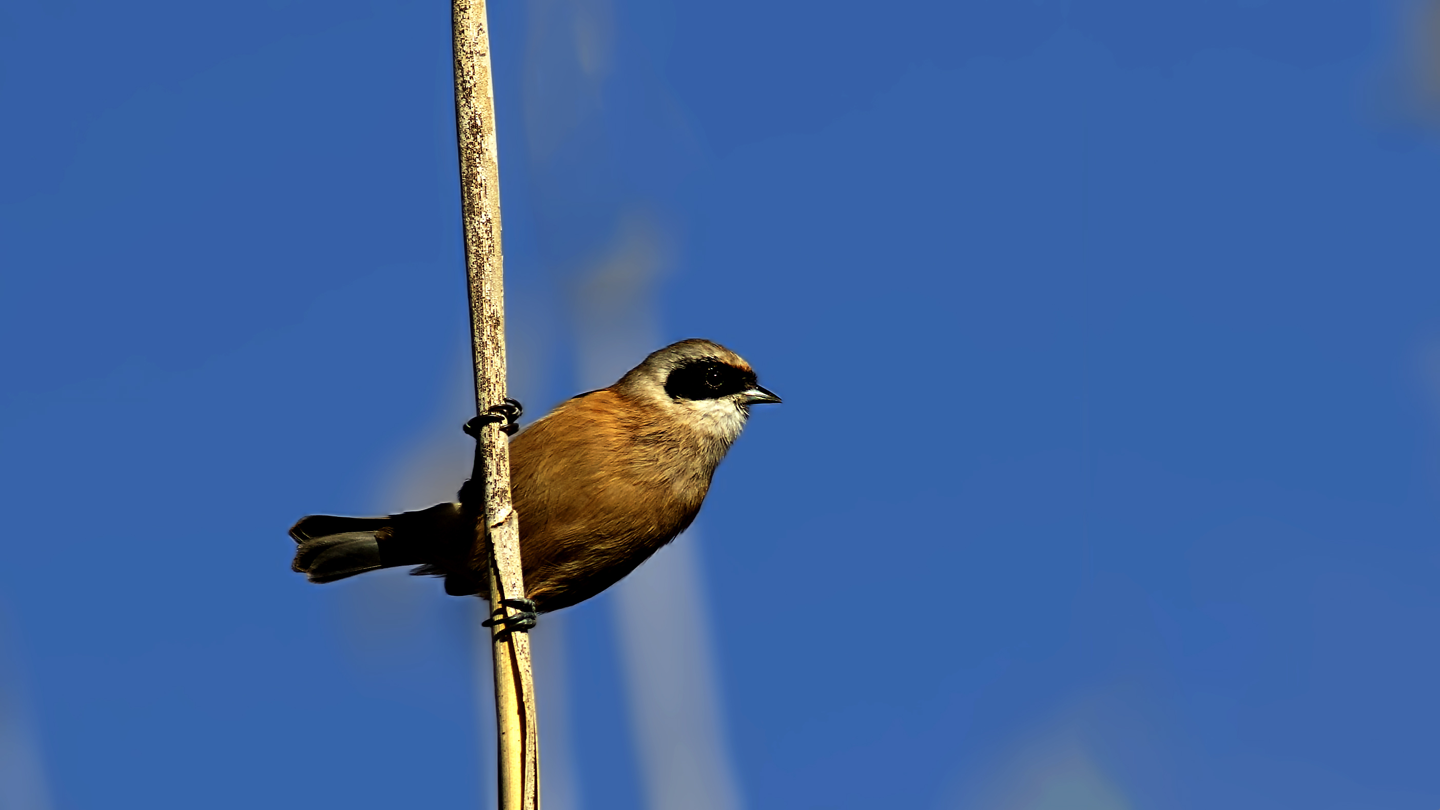 Eurasian Penduline-Tit