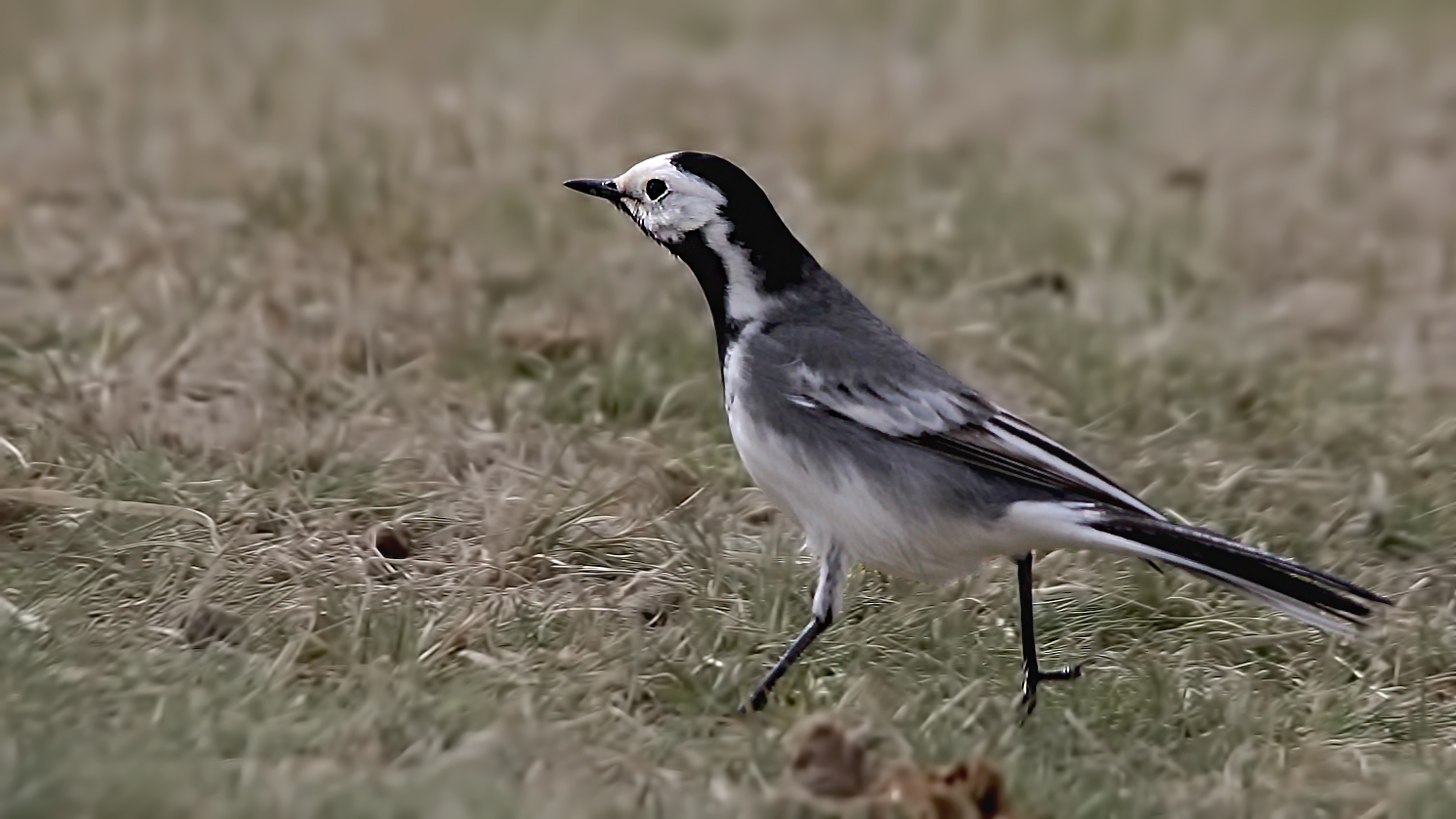 White Wagtail